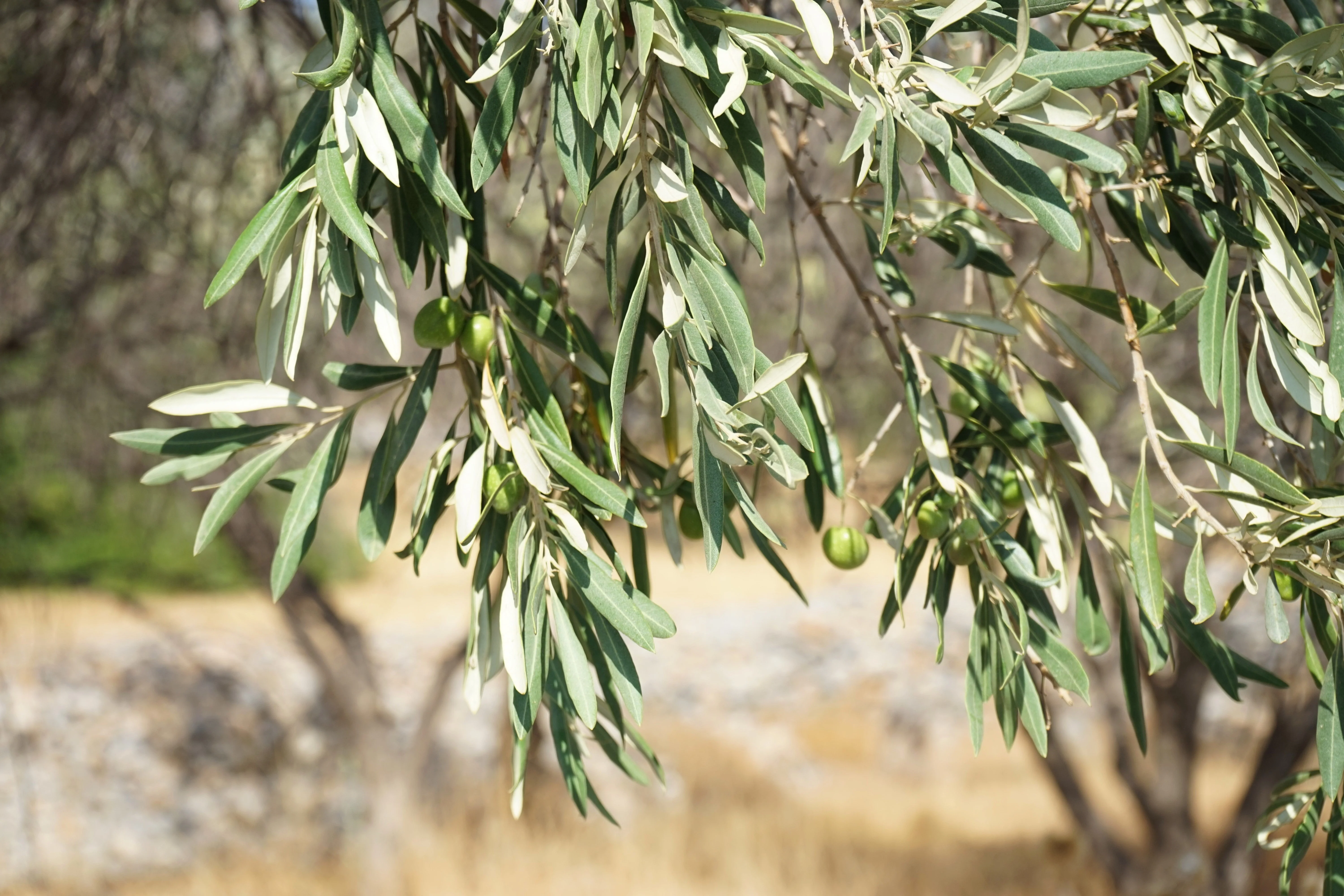 10 CANINO OLIVE TREE Olea Europaea Canino Edible European Common Green Black Fruit Seed - Image 12
