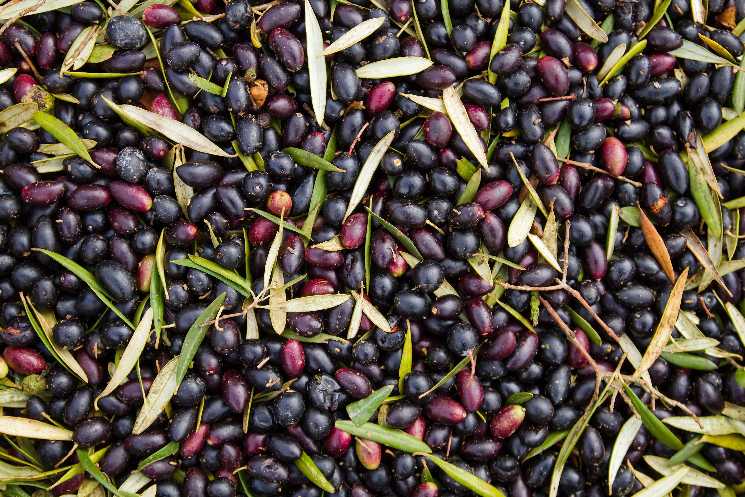 10 CANINO OLIVE TREE Olea Europaea Canino Edible European Common Green Black Fruit Seed - Image 13