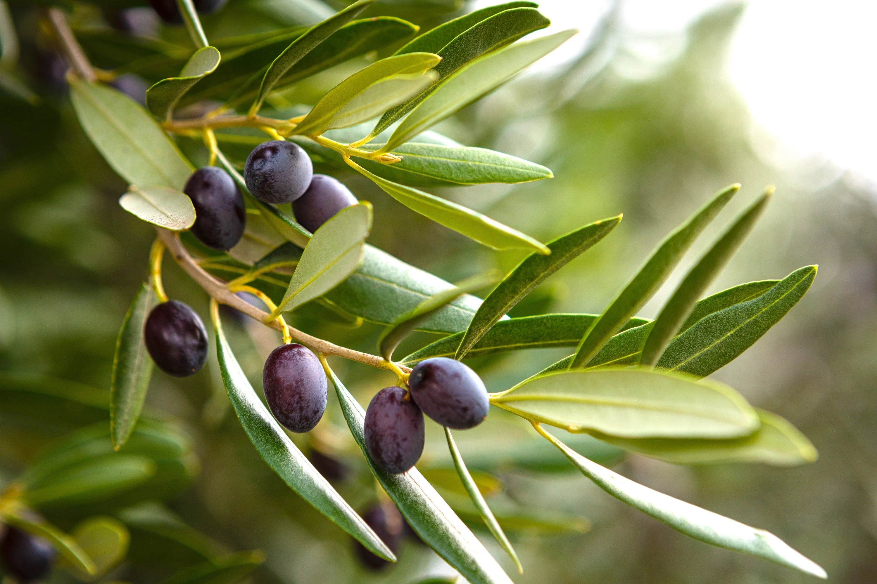 10 CANINO OLIVE TREE Olea Europaea Canino Edible European Common Green Black Fruit Seed - Image 15