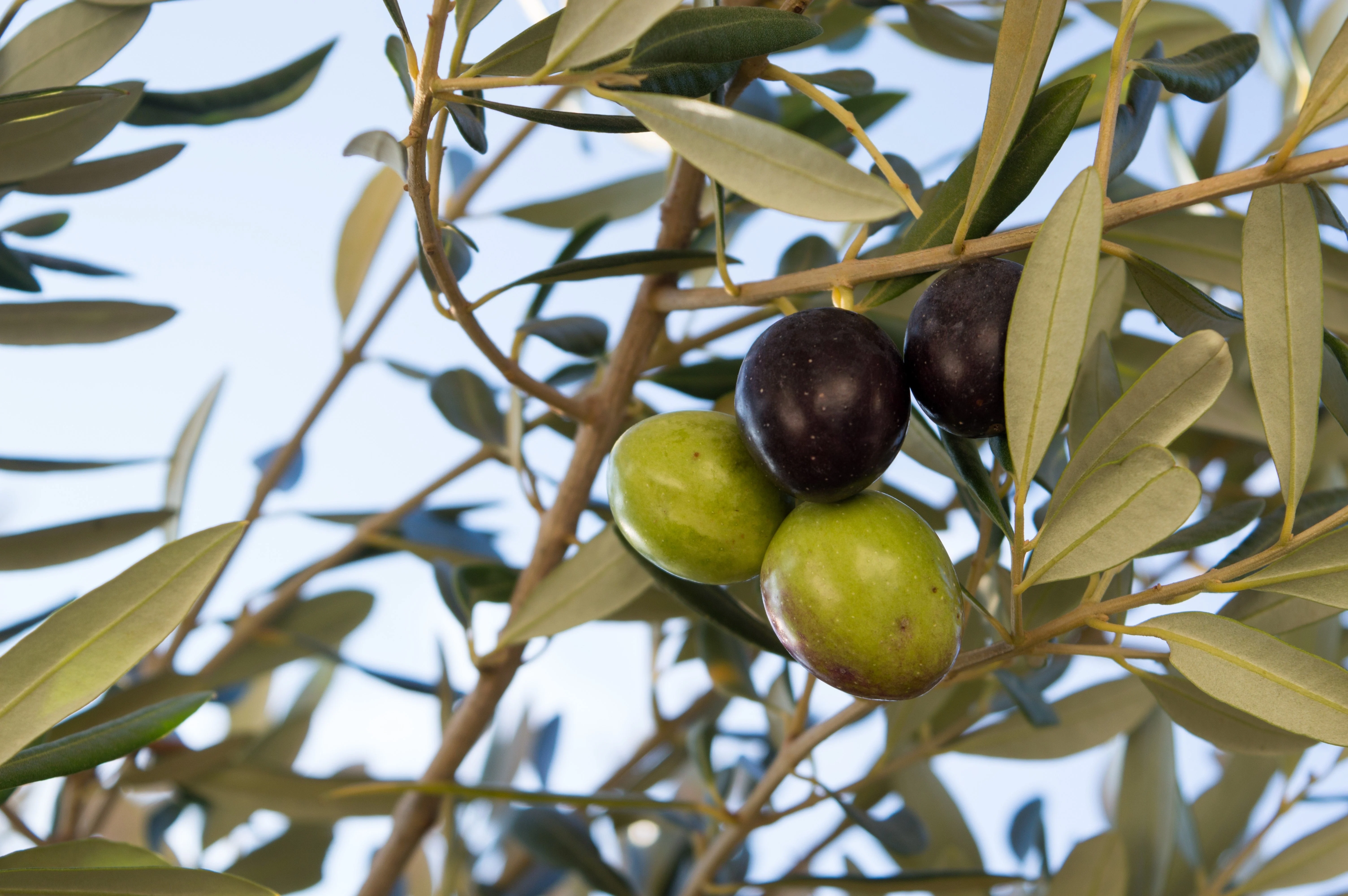 10 CANINO OLIVE TREE Olea Europaea Canino Edible European Common Green Black Fruit Seed - Image 16