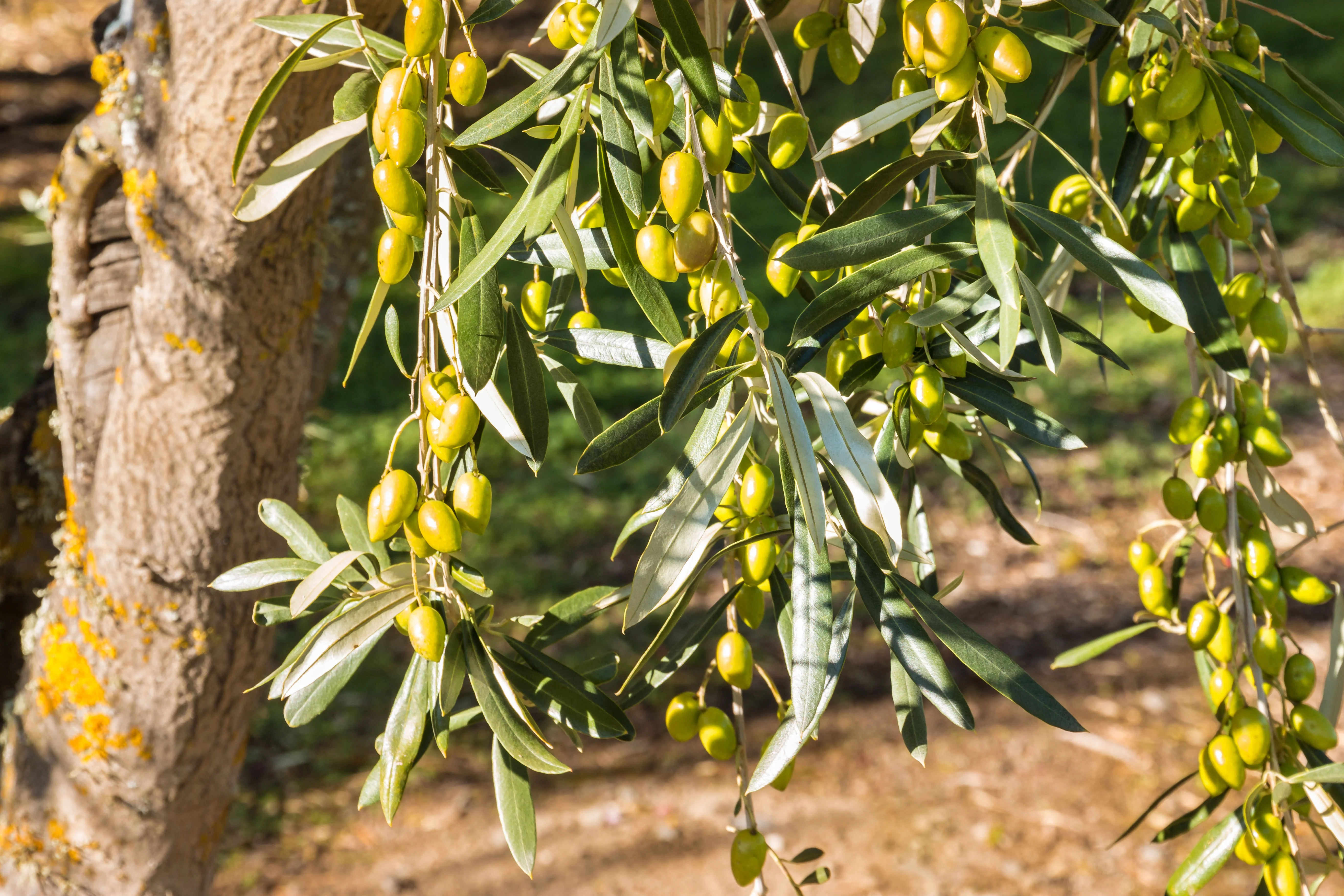 10 CANINO OLIVE TREE Olea Europaea Canino Edible European Common Green Black Fruit Seed - Image 2