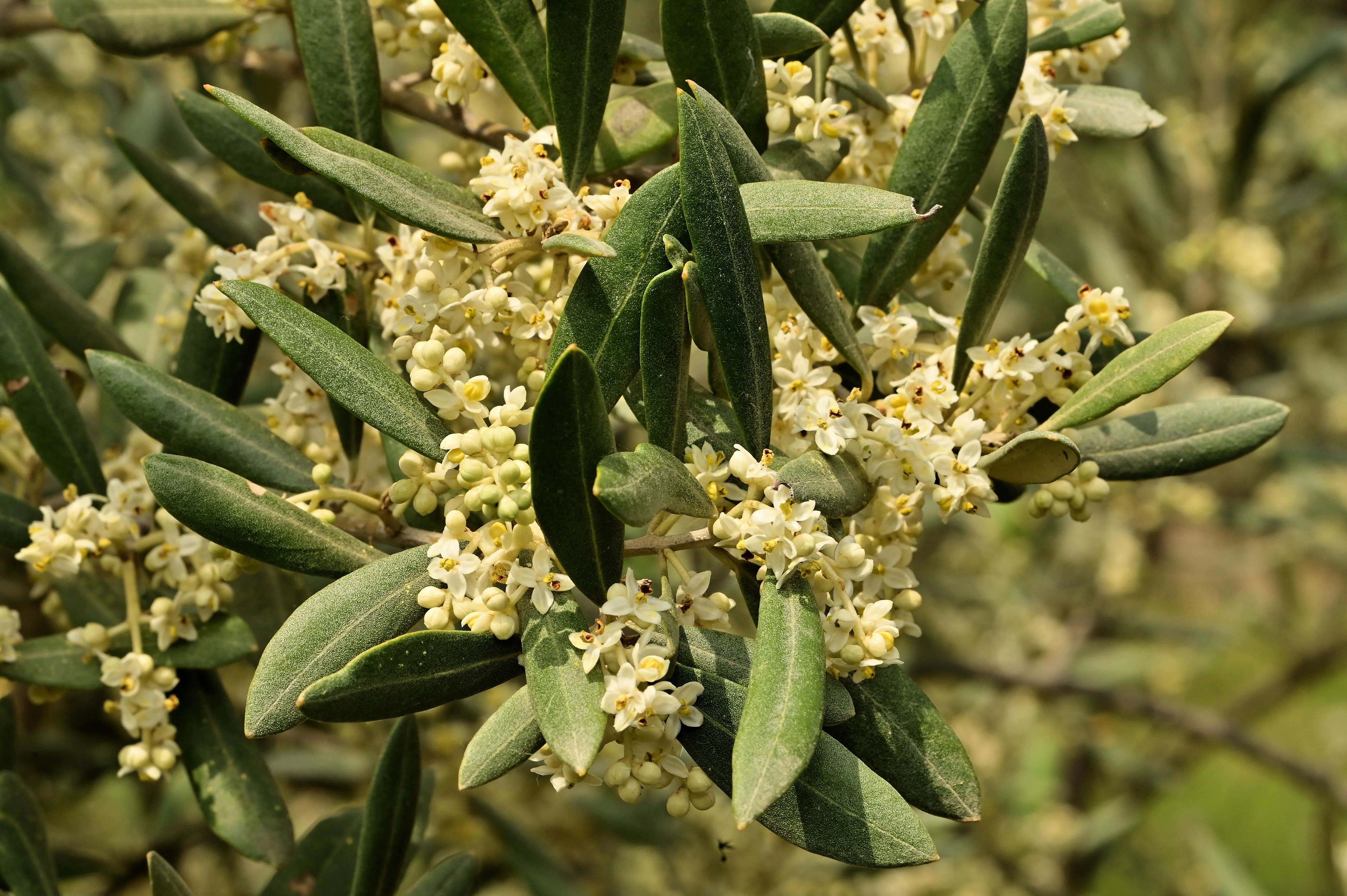 10 CANINO OLIVE TREE Olea Europaea Canino Edible European Common Green Black Fruit Seed - Image 3