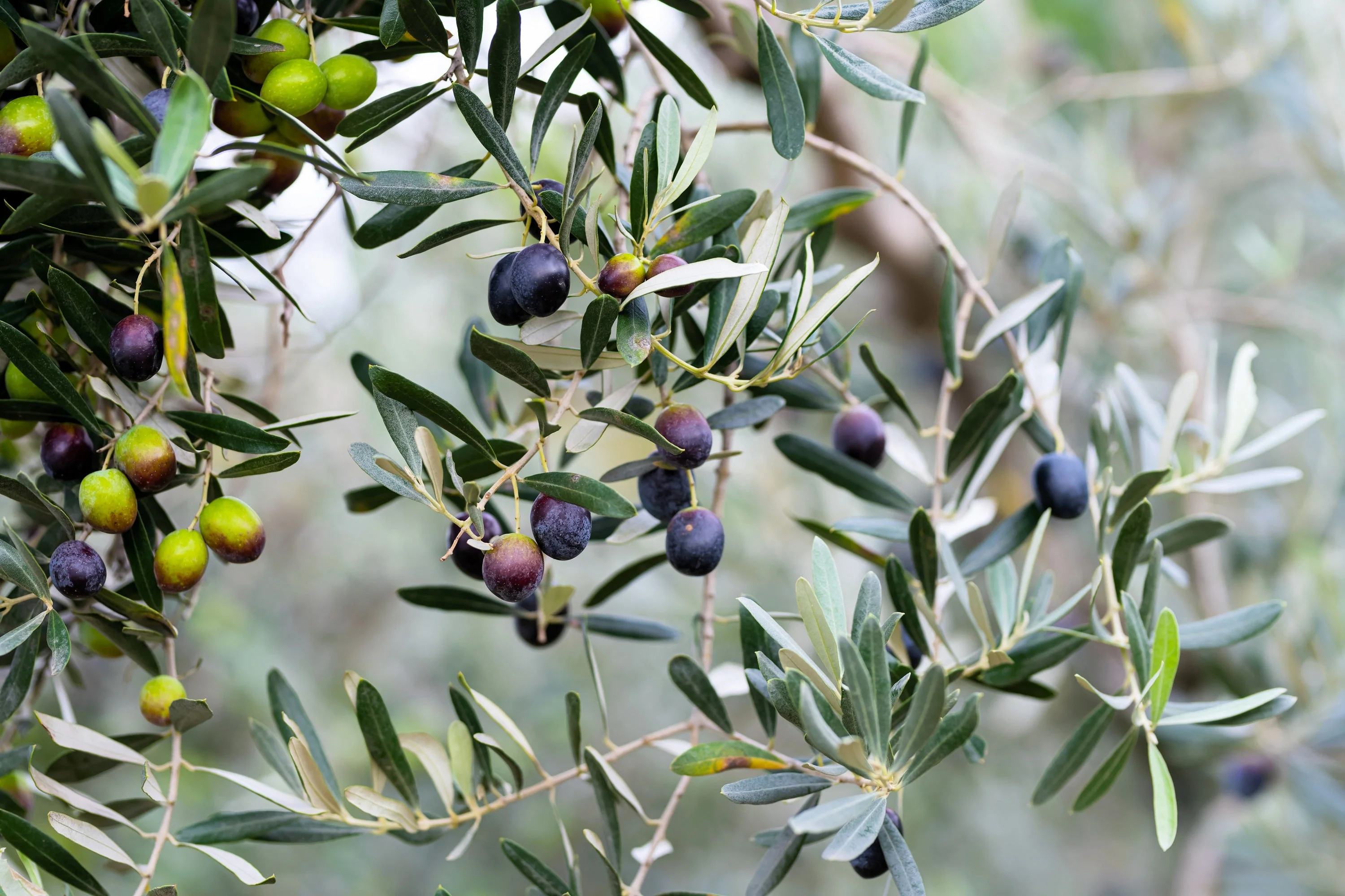 10 CANINO OLIVE TREE Olea Europaea Canino Edible European Common Green Black Fruit Seed - Image 4