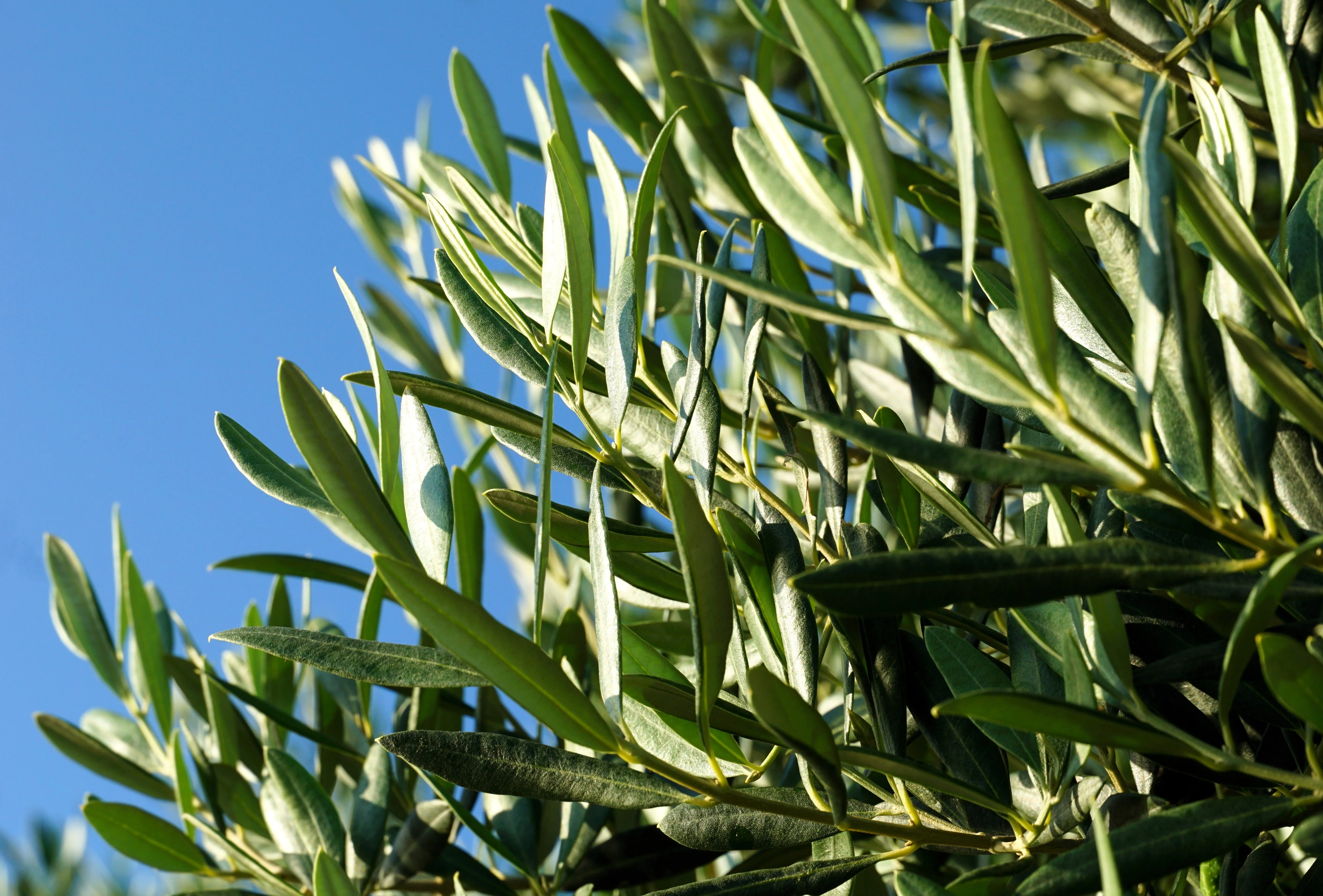 10 CANINO OLIVE TREE Olea Europaea Canino Edible European Common Green Black Fruit Seed - Image 5
