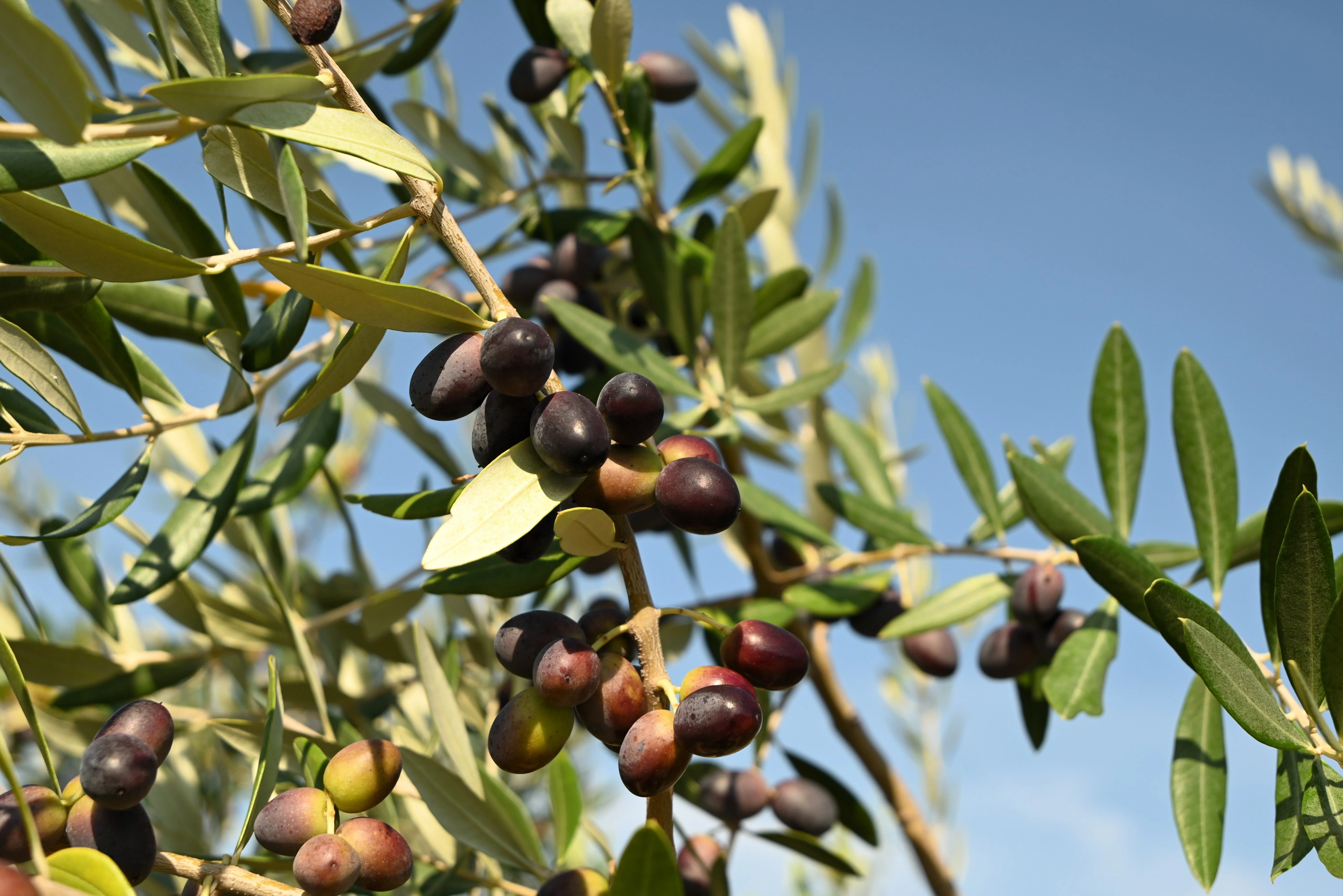 10 CANINO OLIVE TREE Olea Europaea Canino Edible European Common Green Black Fruit Seed - Image 6