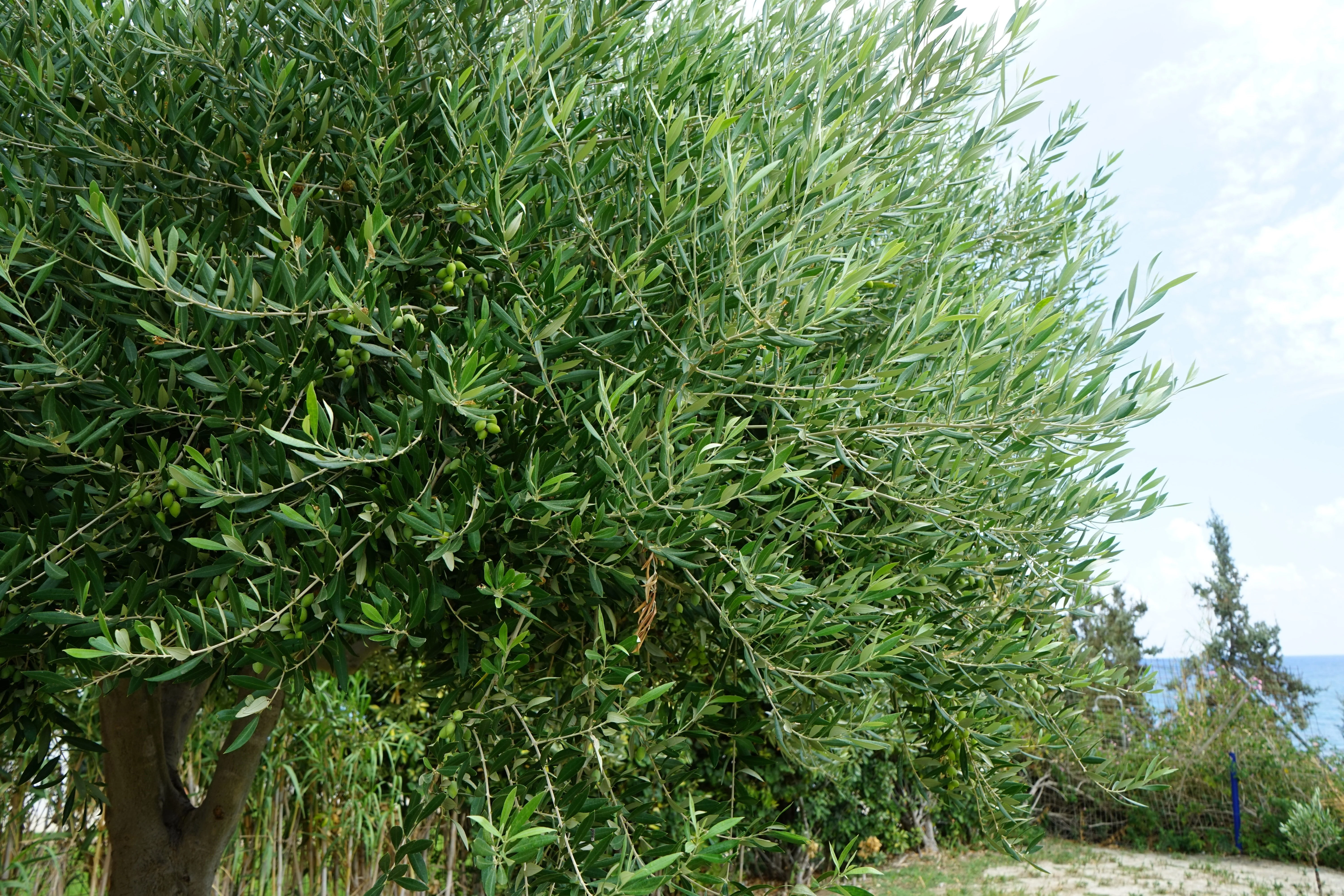 10 CANINO OLIVE TREE Olea Europaea Canino Edible European Common Green Black Fruit Seed - Image 7