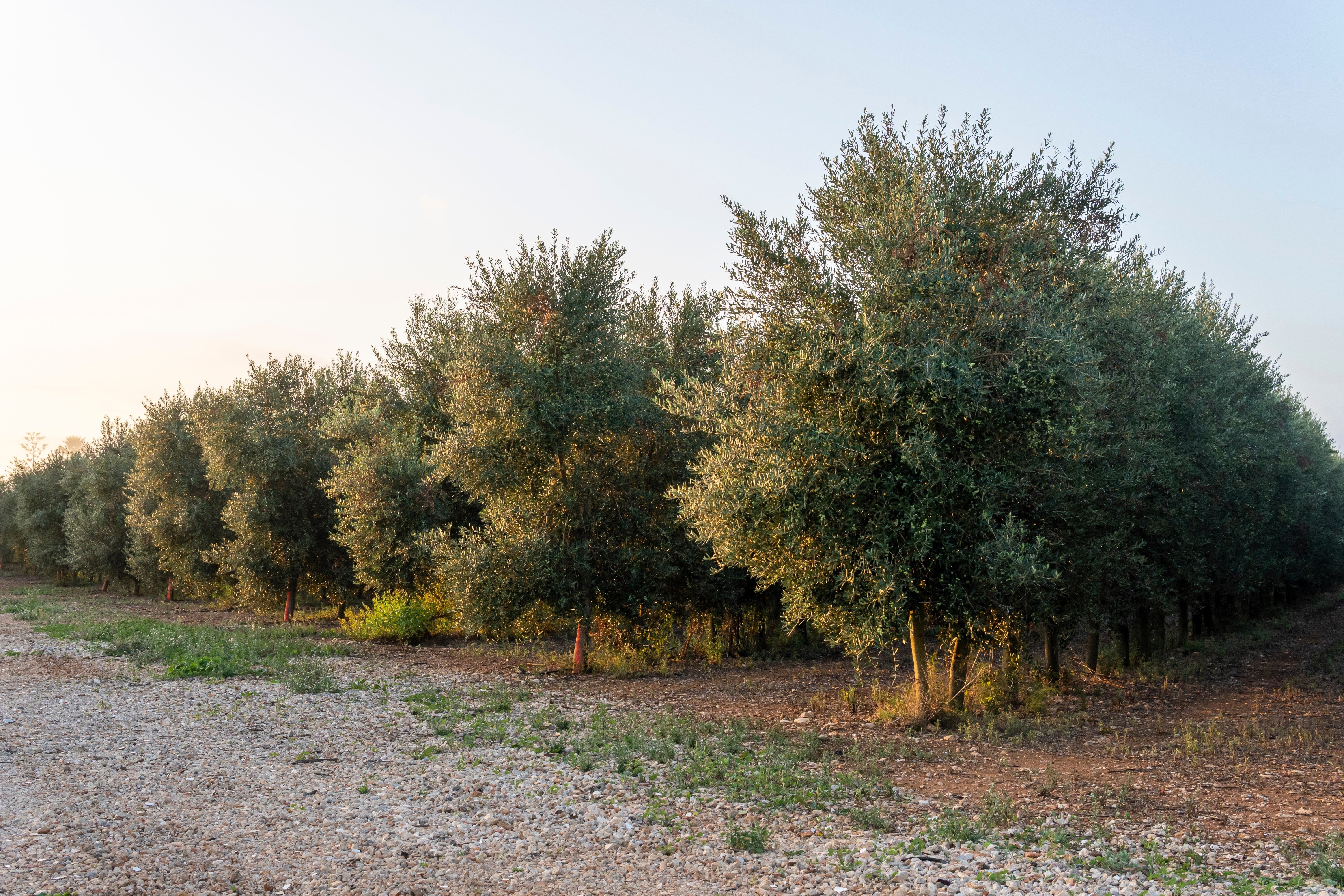 10 CANINO OLIVE TREE Olea Europaea Canino Edible European Common Green Black Fruit Seed - Image 8