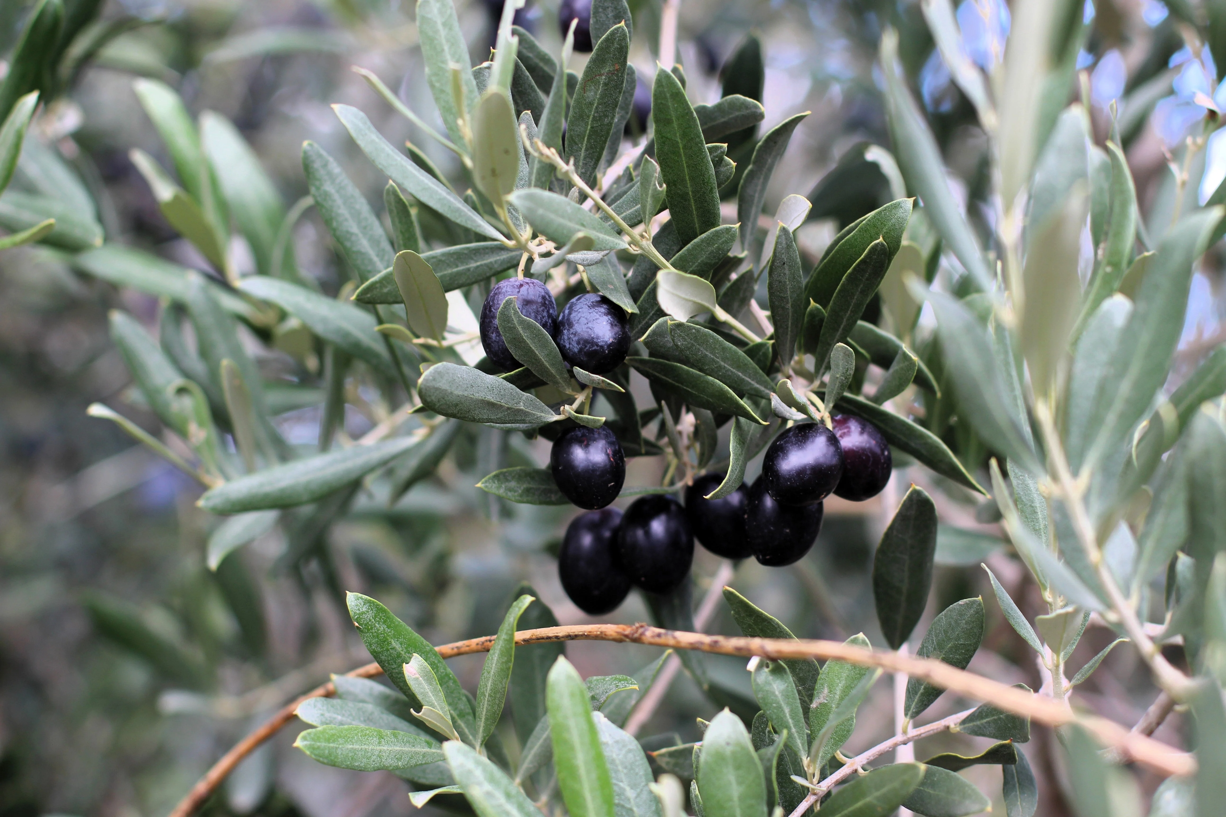 10 CANINO OLIVE TREE Olea Europaea Canino Edible European Common Green Black Fruit Seed - Image 9