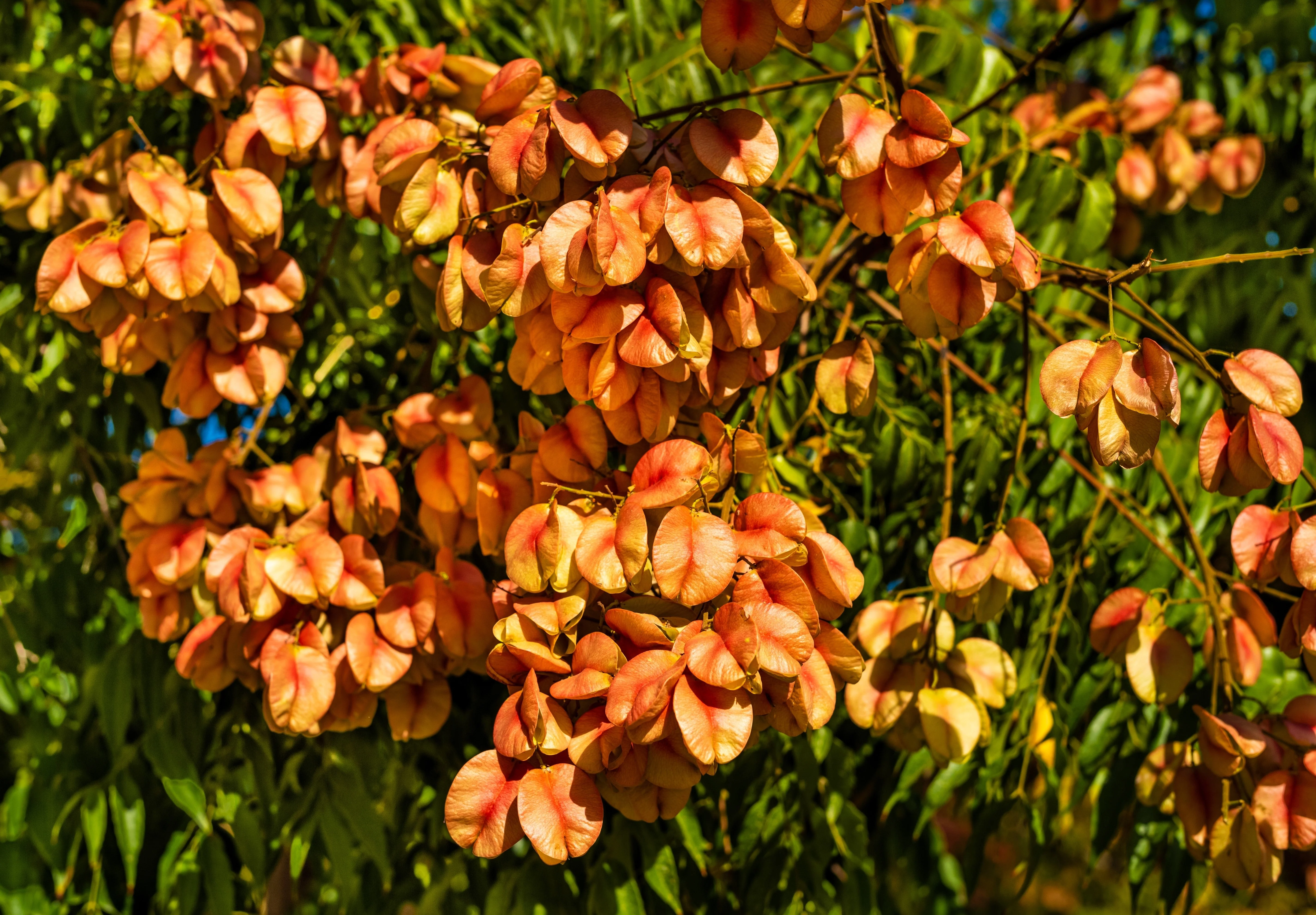 10 CHINESE FLAME TREE Koelreuteria Bipinnata Lantern Rain Yellow Pink Flower Seeds - Image 2