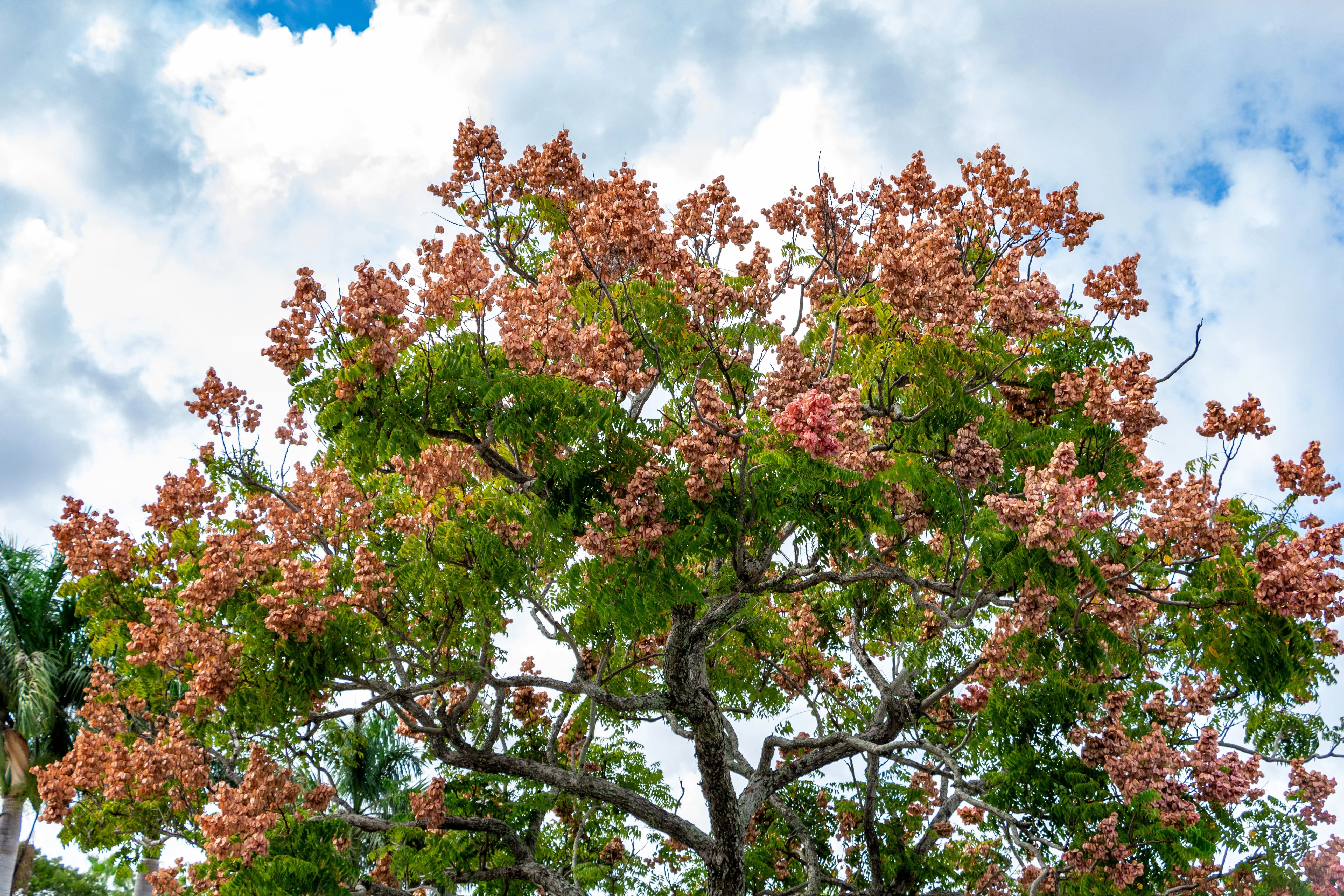 10 CHINESE FLAME TREE Koelreuteria Bipinnata Lantern Rain Yellow Pink Flower Seeds - Image 3