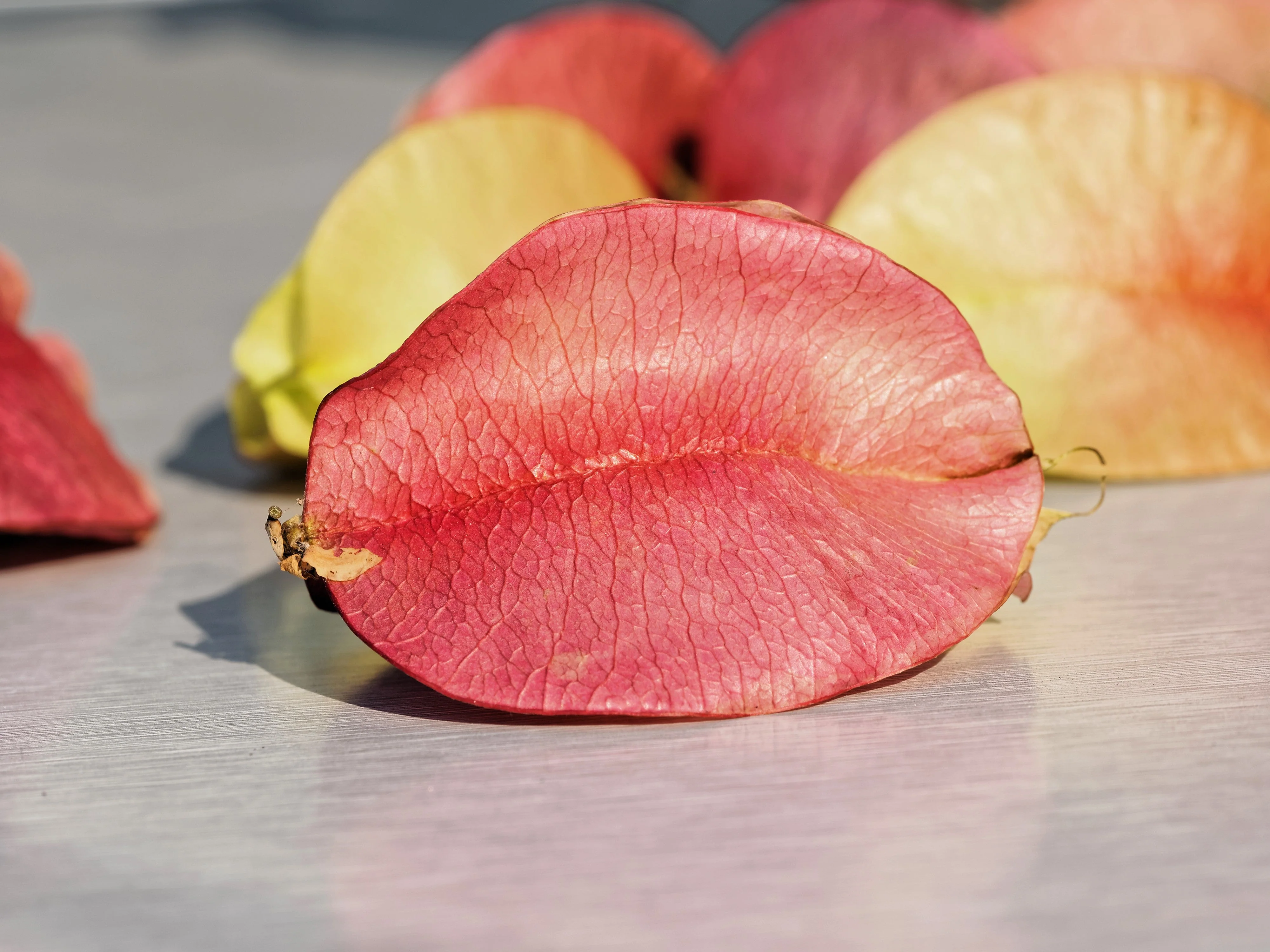 10 CHINESE FLAME TREE Koelreuteria Bipinnata Lantern Rain Yellow Pink Flower Seeds - Image 4
