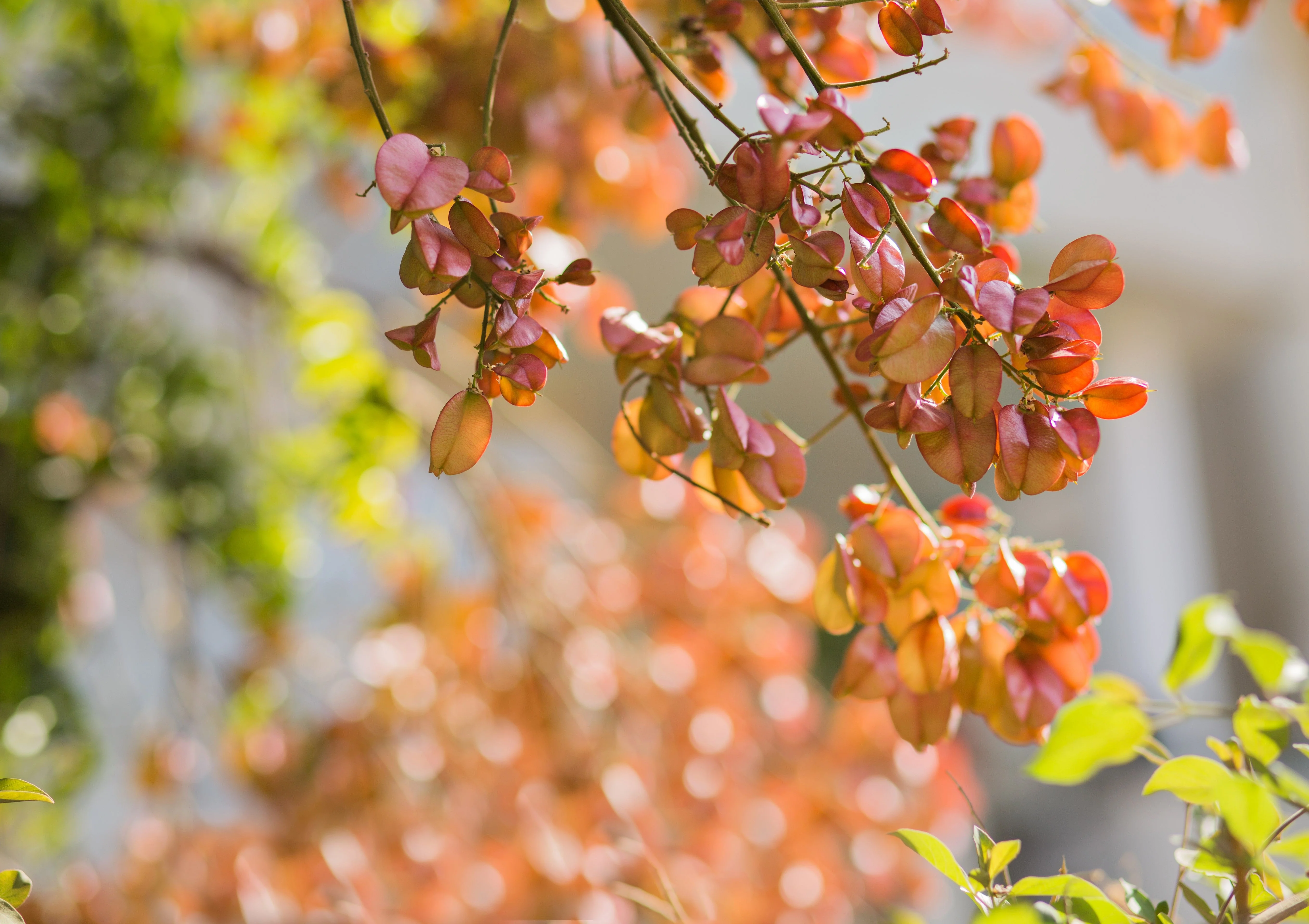 10 CHINESE FLAME TREE Koelreuteria Bipinnata Lantern Rain Yellow Pink Flower Seeds - Image 5