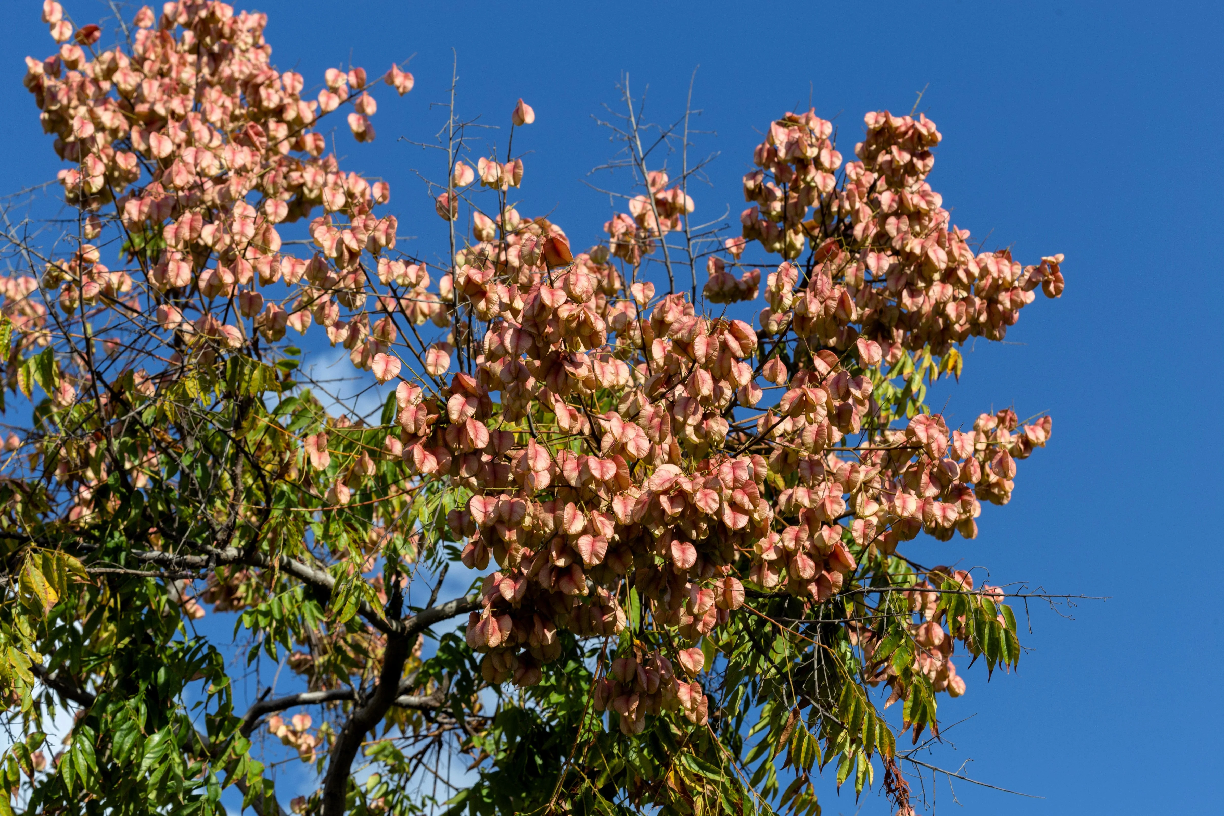 10 CHINESE FLAME TREE Koelreuteria Bipinnata Lantern Rain Yellow Pink Flower Seeds - Image 8