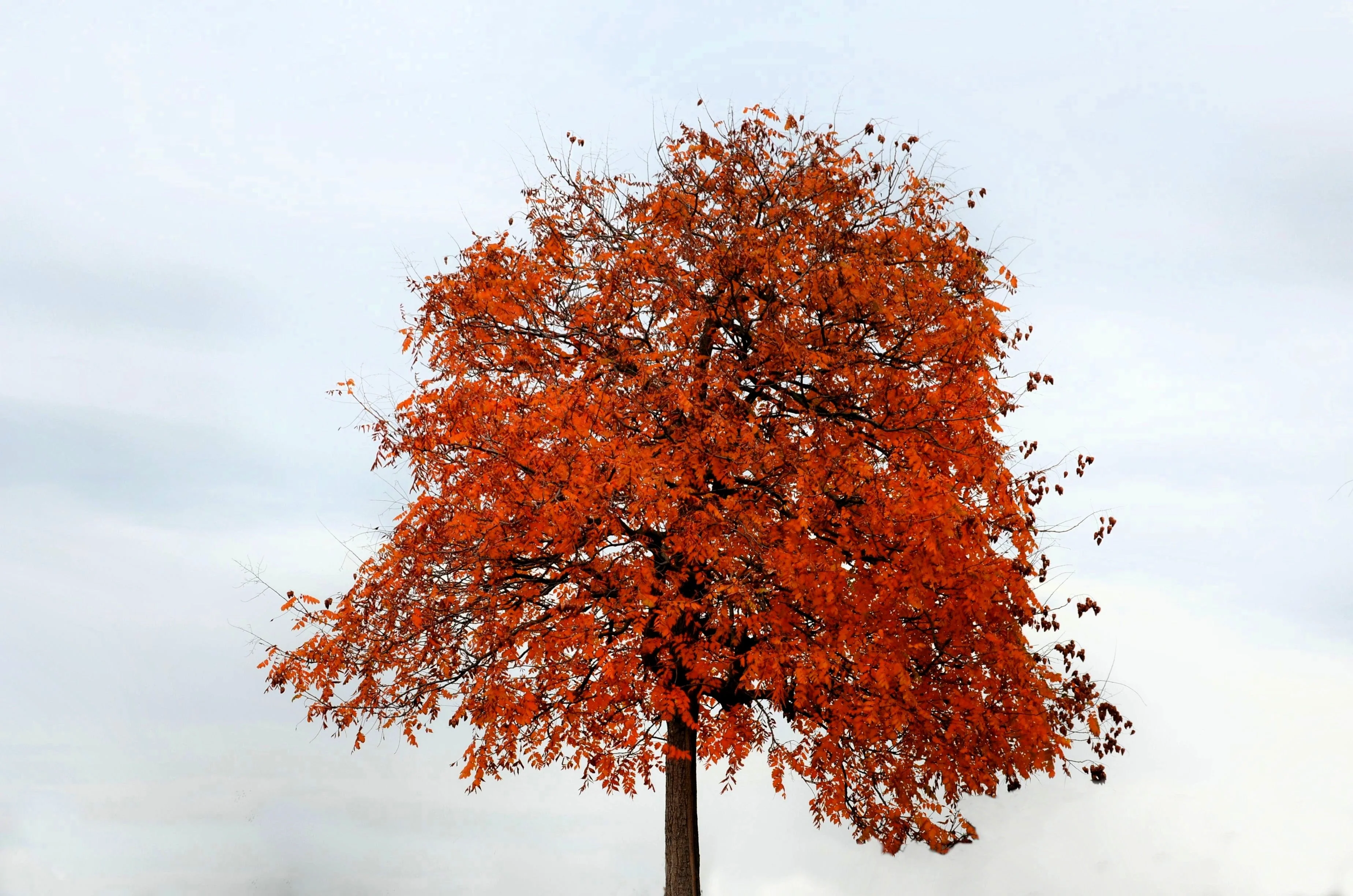 10 CHINESE FLAME TREE Koelreuteria Bipinnata Lantern Rain Yellow Pink Flower Seeds - Image 9