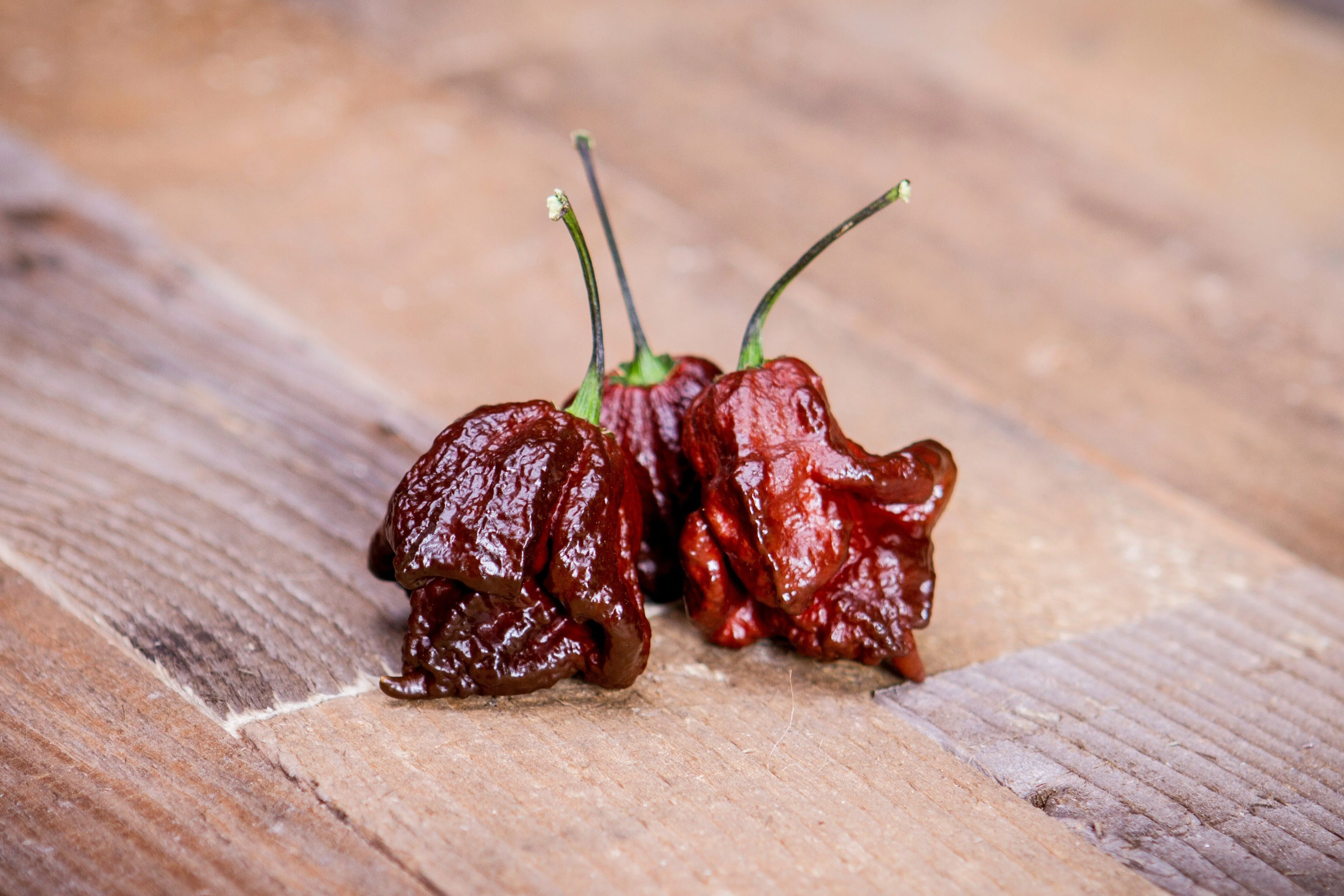 10 Chocolate CAROLINA REAPER PEPPER World's Hottest Capsicum Chinense Hot Brown Chili Vegetable Seeds - Image 3