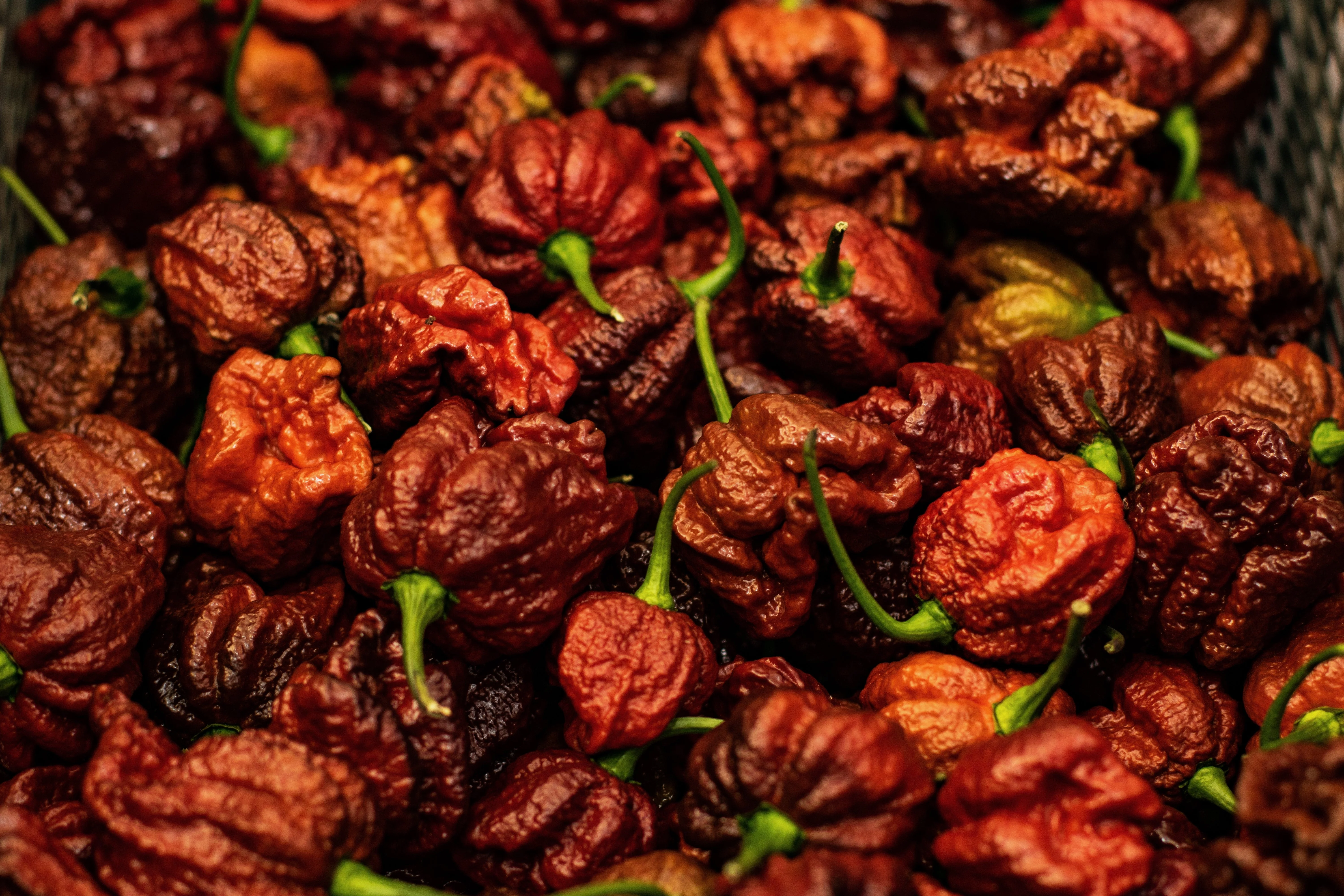 10 Chocolate CAROLINA REAPER PEPPER World's Hottest Capsicum Chinense Hot Brown Chili Vegetable Seeds - Image 5
