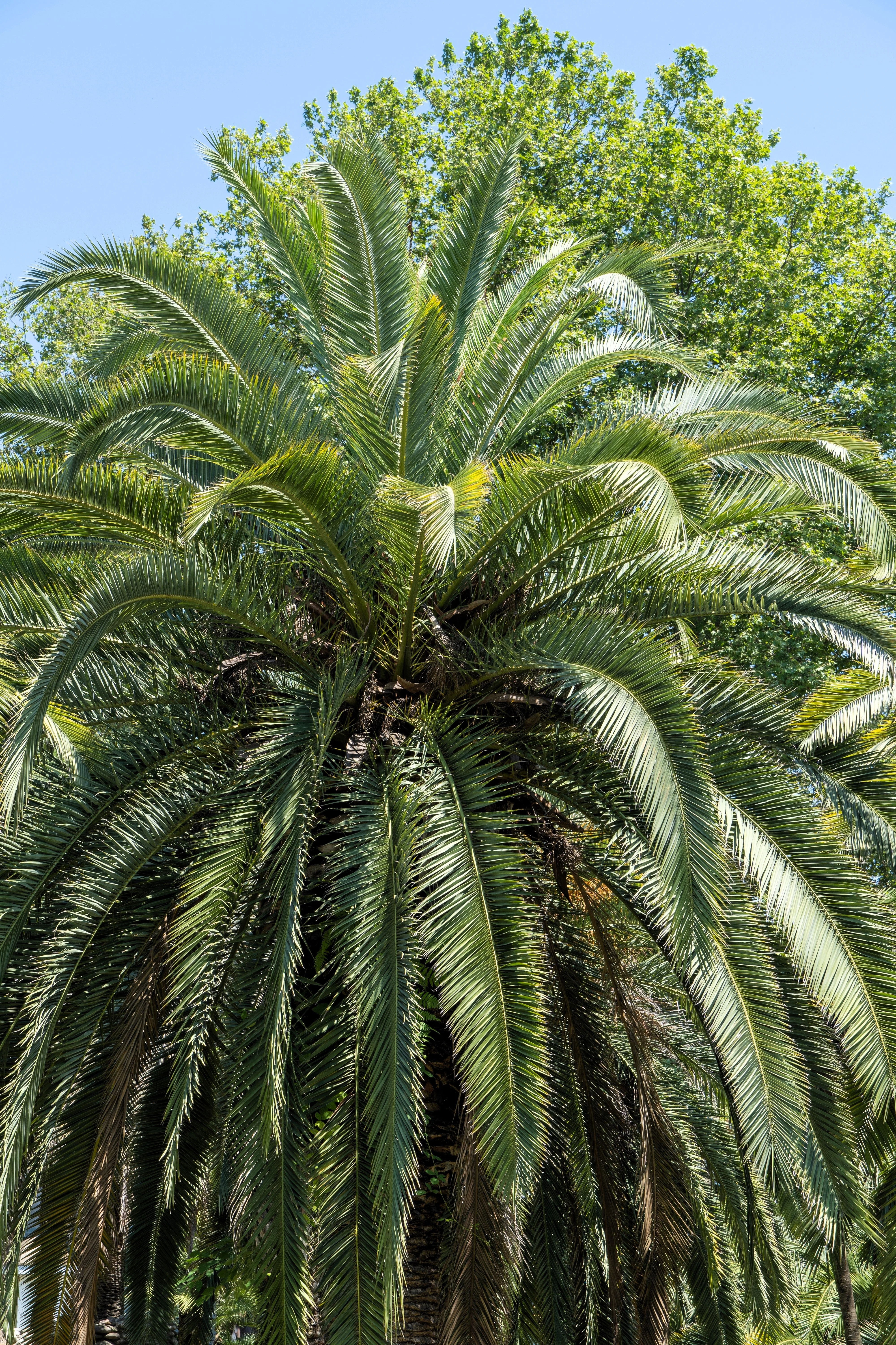 10 COCO PALM jelly Palm Pindo Butia Capitata Edible Fruit Tree Houseplant Seeds - Image 10
