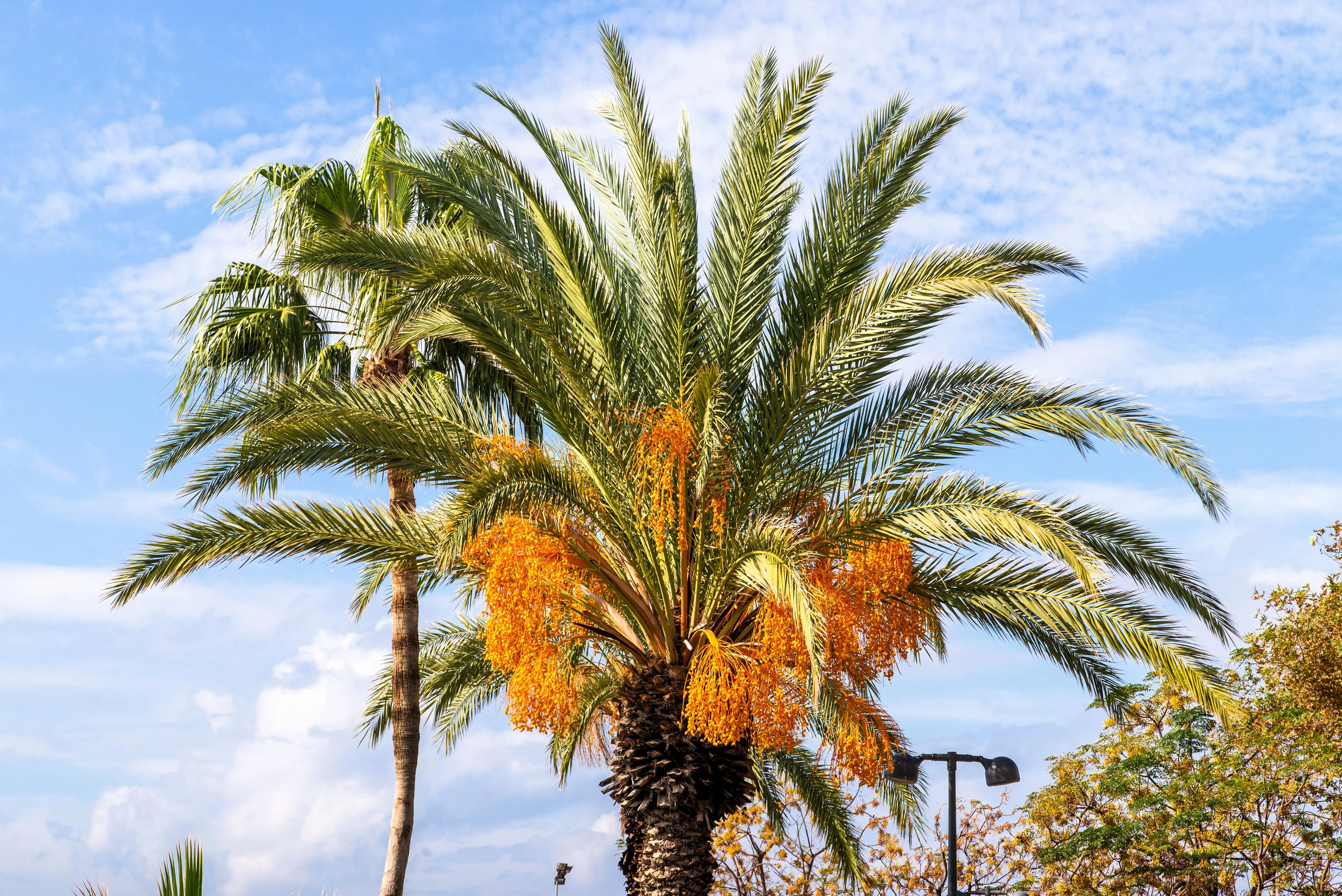 10 COCO PALM jelly Palm Pindo Butia Capitata Edible Fruit Tree Houseplant Seeds - Image 2