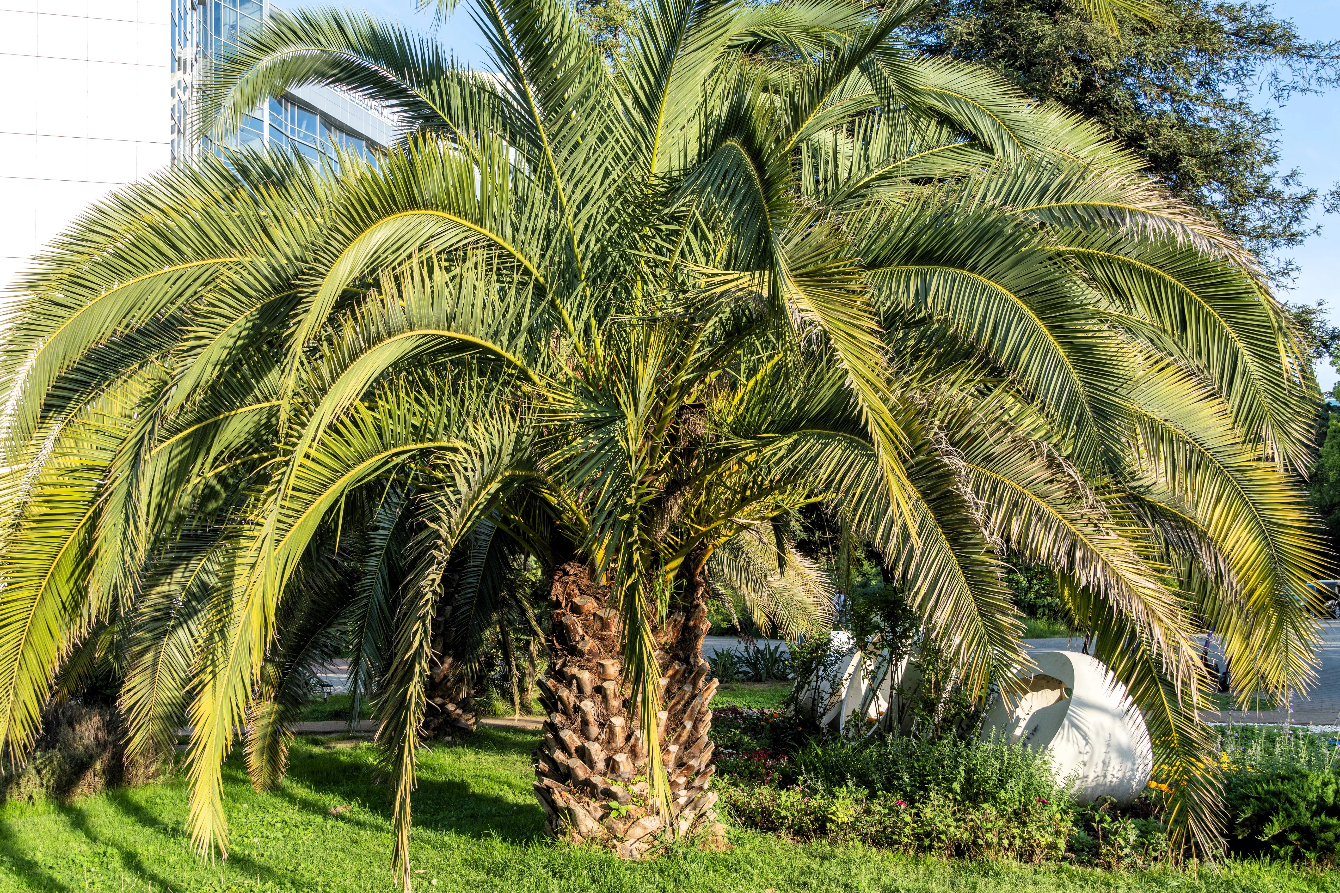 10 COCO PALM jelly Palm Pindo Butia Capitata Edible Fruit Tree Houseplant Seeds - Image 4
