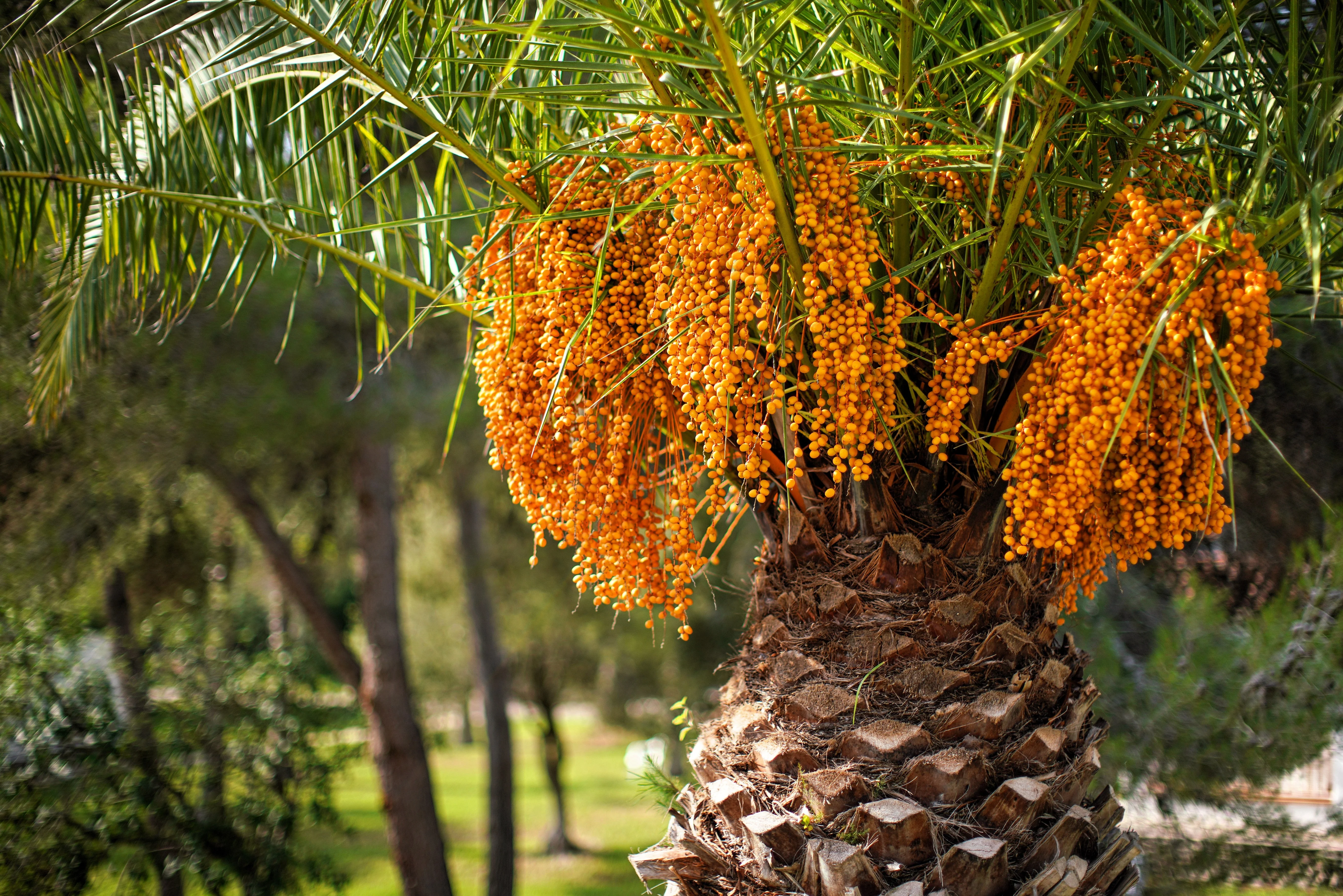 10 COCO PALM jelly Palm Pindo Butia Capitata Edible Fruit Tree Houseplant Seeds - Image 6