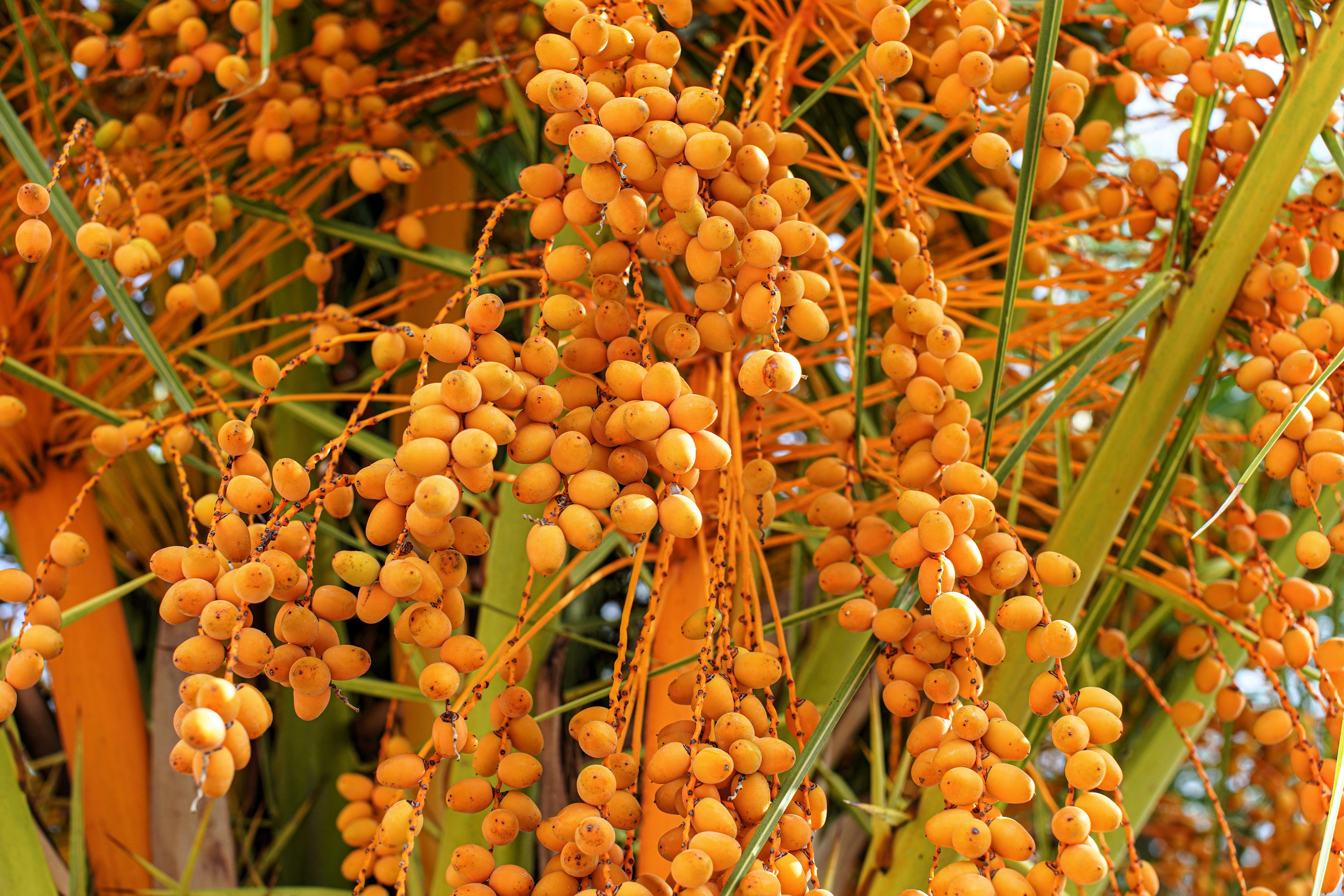10 COCO PALM jelly Palm Pindo Butia Capitata Edible Fruit Tree Houseplant Seeds - Image 7