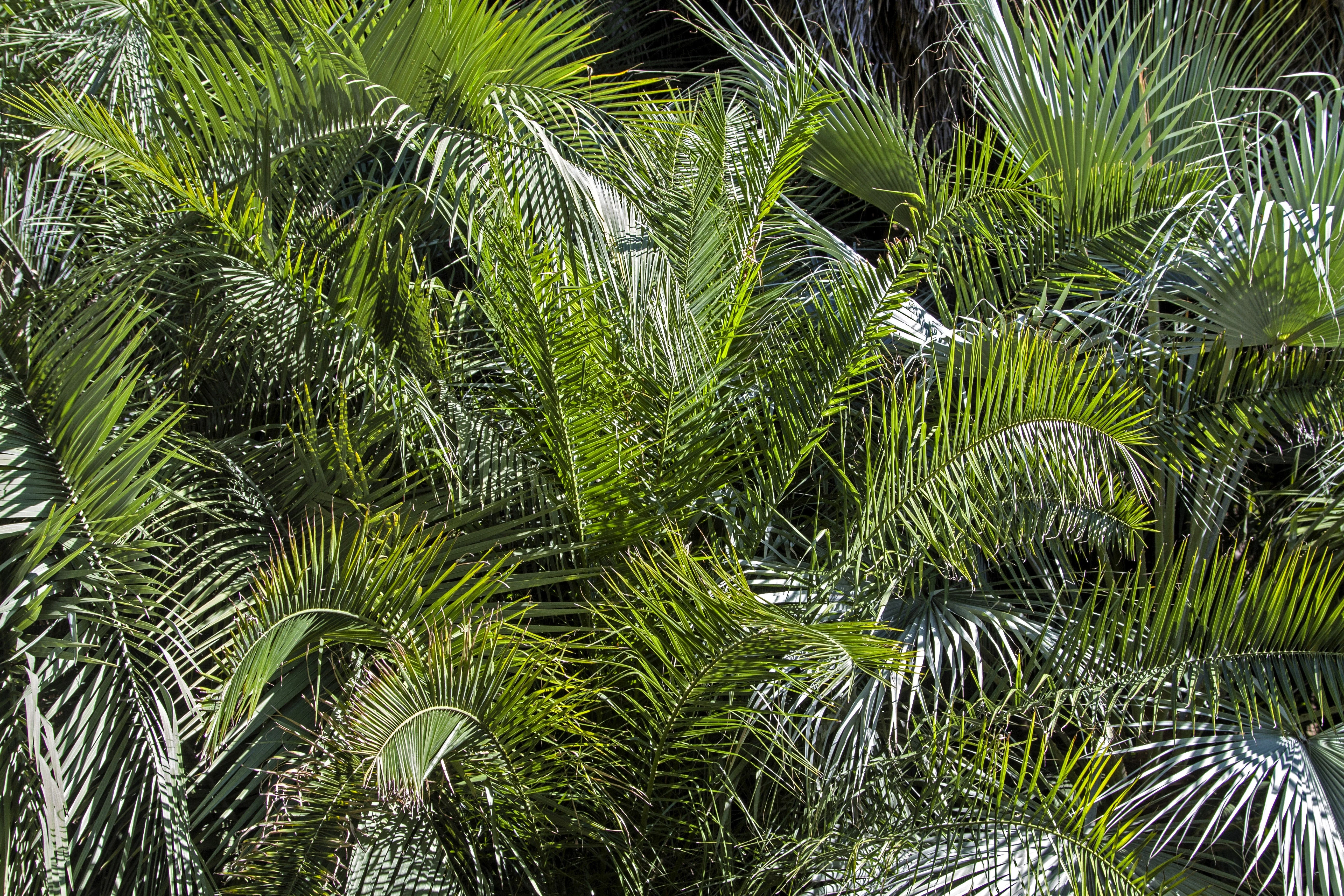 10 COCO PALM jelly Palm Pindo Butia Capitata Edible Fruit Tree Houseplant Seeds - Image 9