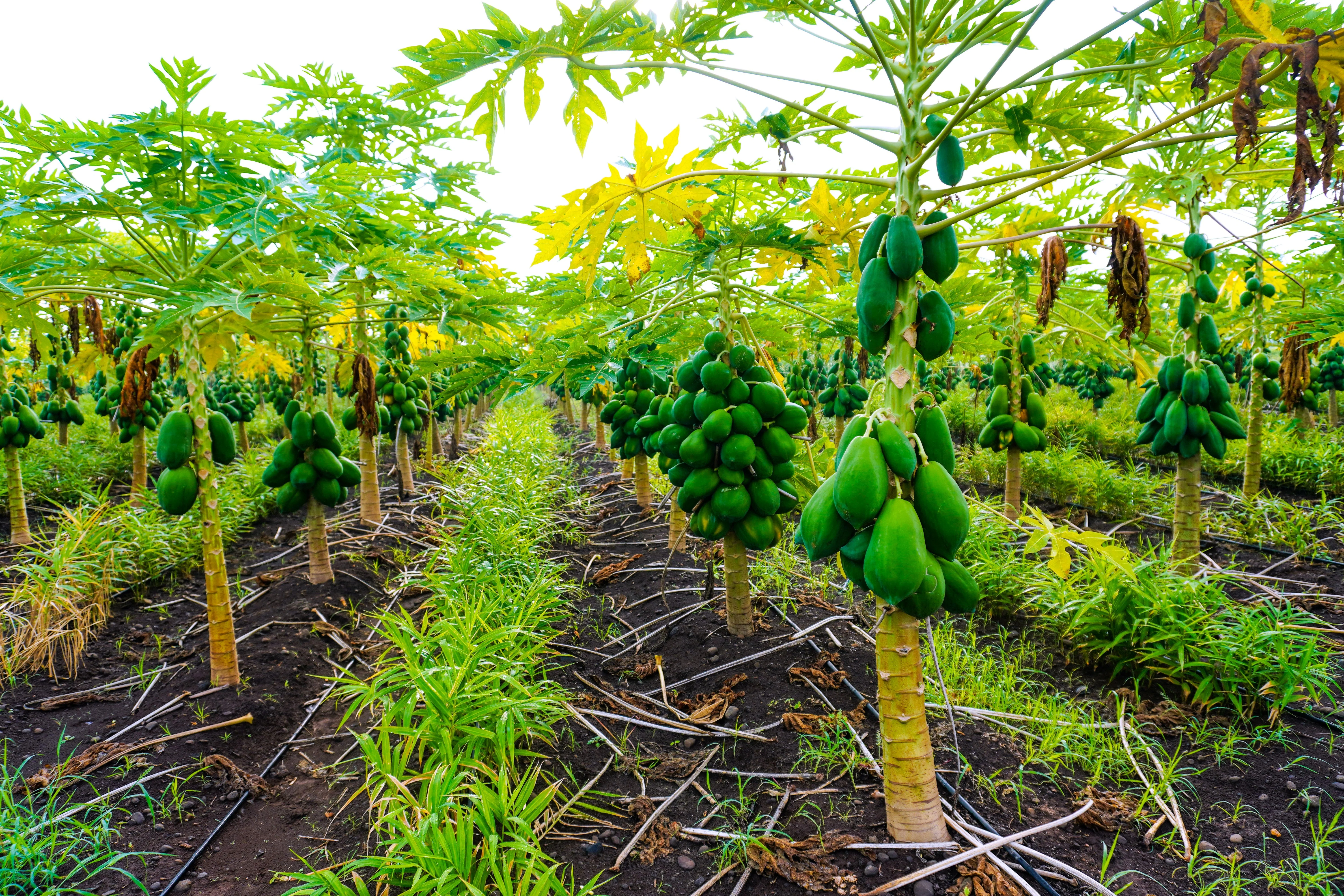 10 DWARF WAIMANALO PAPAYA Solo Hawaiian Carica Fruit Tree Houseplant Seeds - Image 10