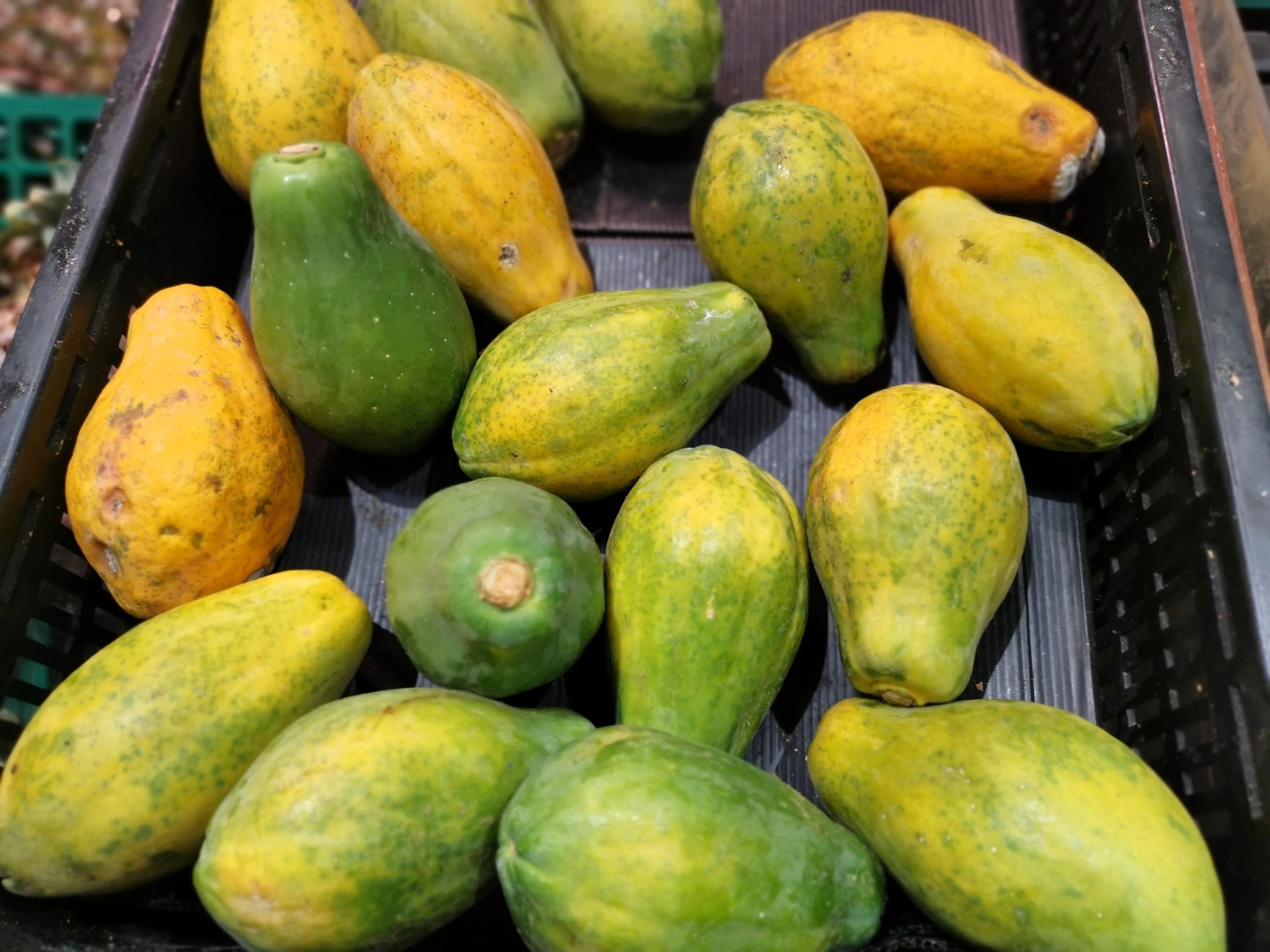 10 DWARF WAIMANALO PAPAYA Solo Hawaiian Carica Fruit Tree Houseplant Seeds - Image 12