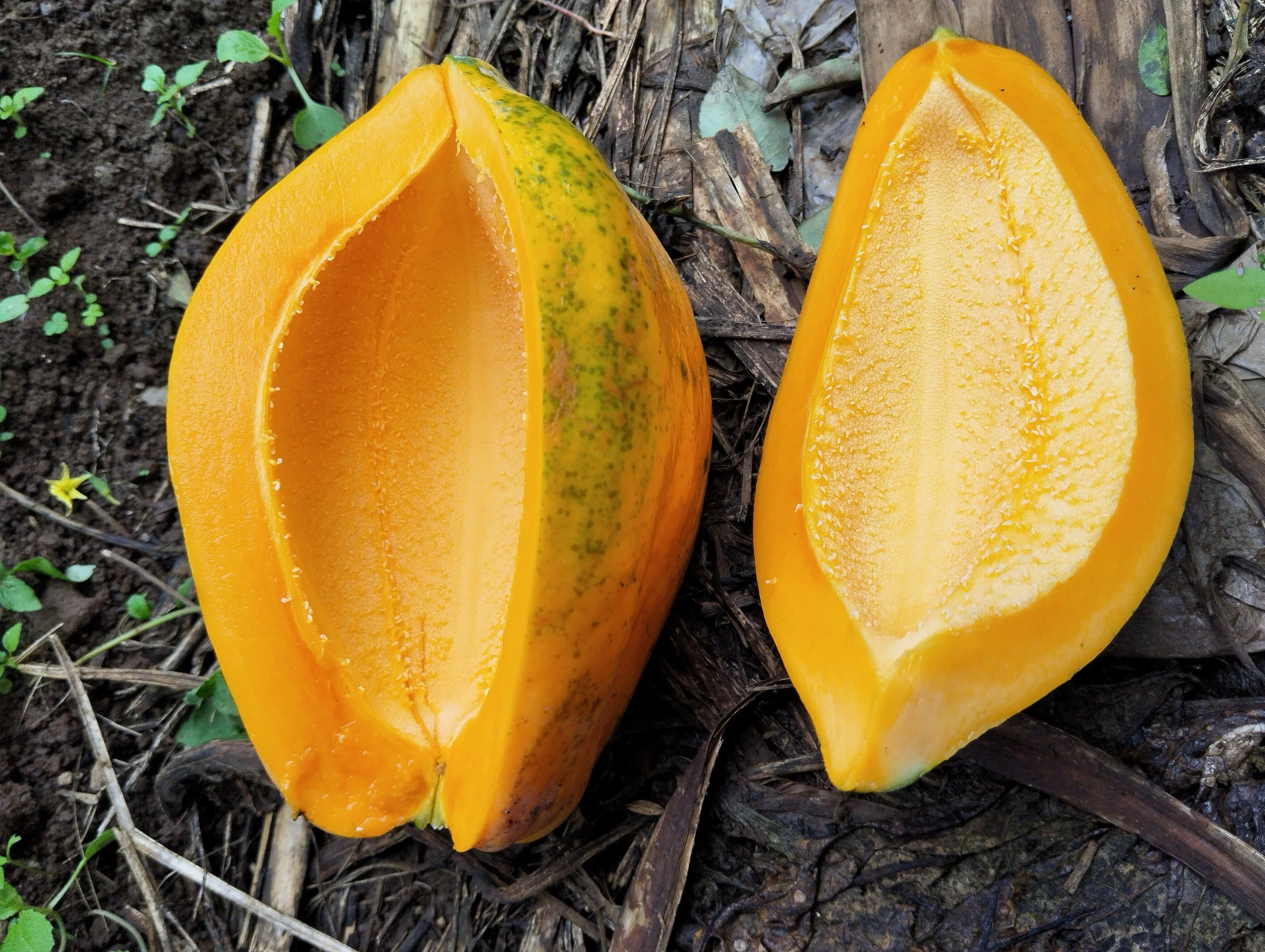10 DWARF WAIMANALO PAPAYA Solo Hawaiian Carica Fruit Tree Houseplant Seeds - Image 13