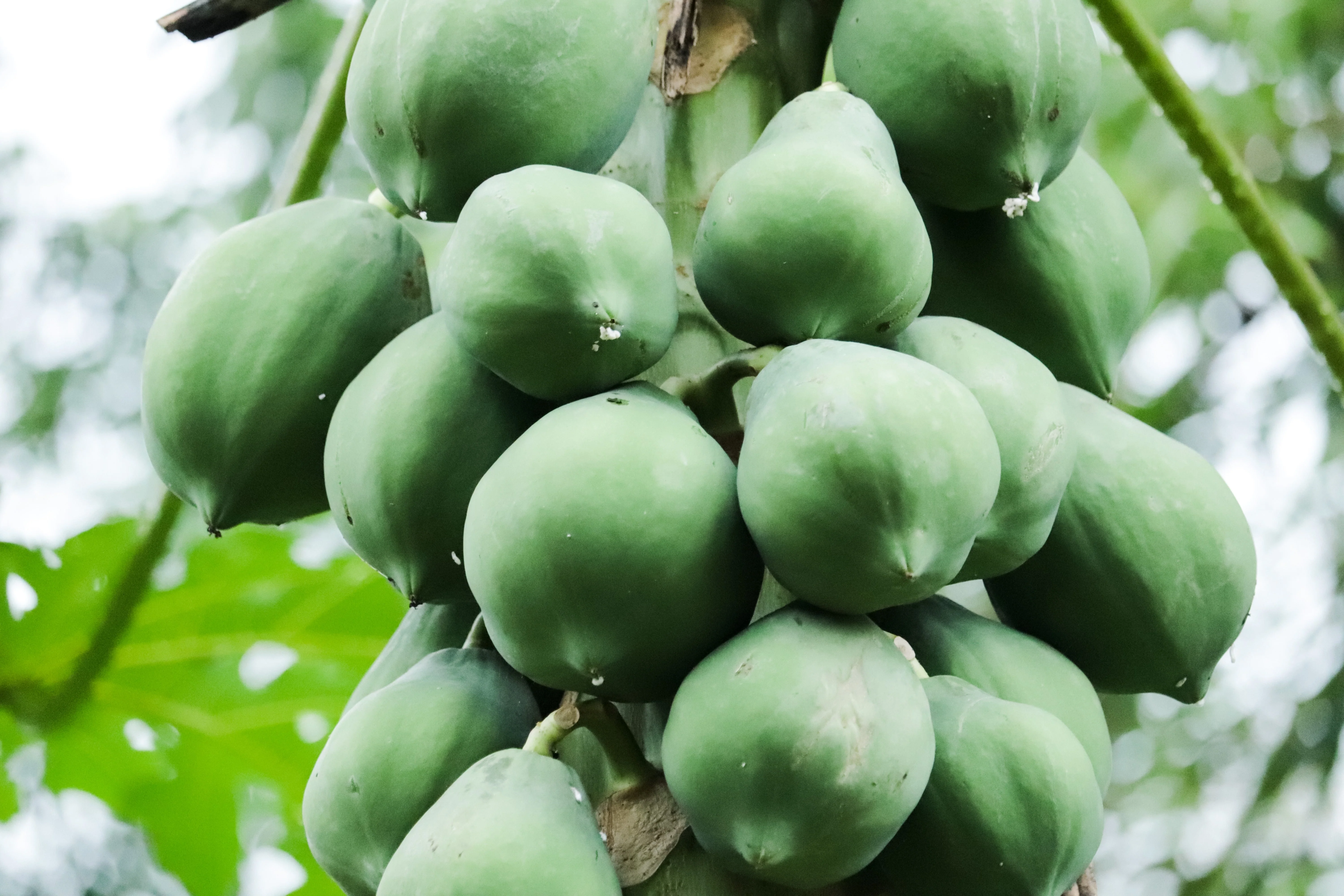 10 DWARF WAIMANALO PAPAYA Solo Hawaiian Carica Fruit Tree Houseplant Seeds - Image 2