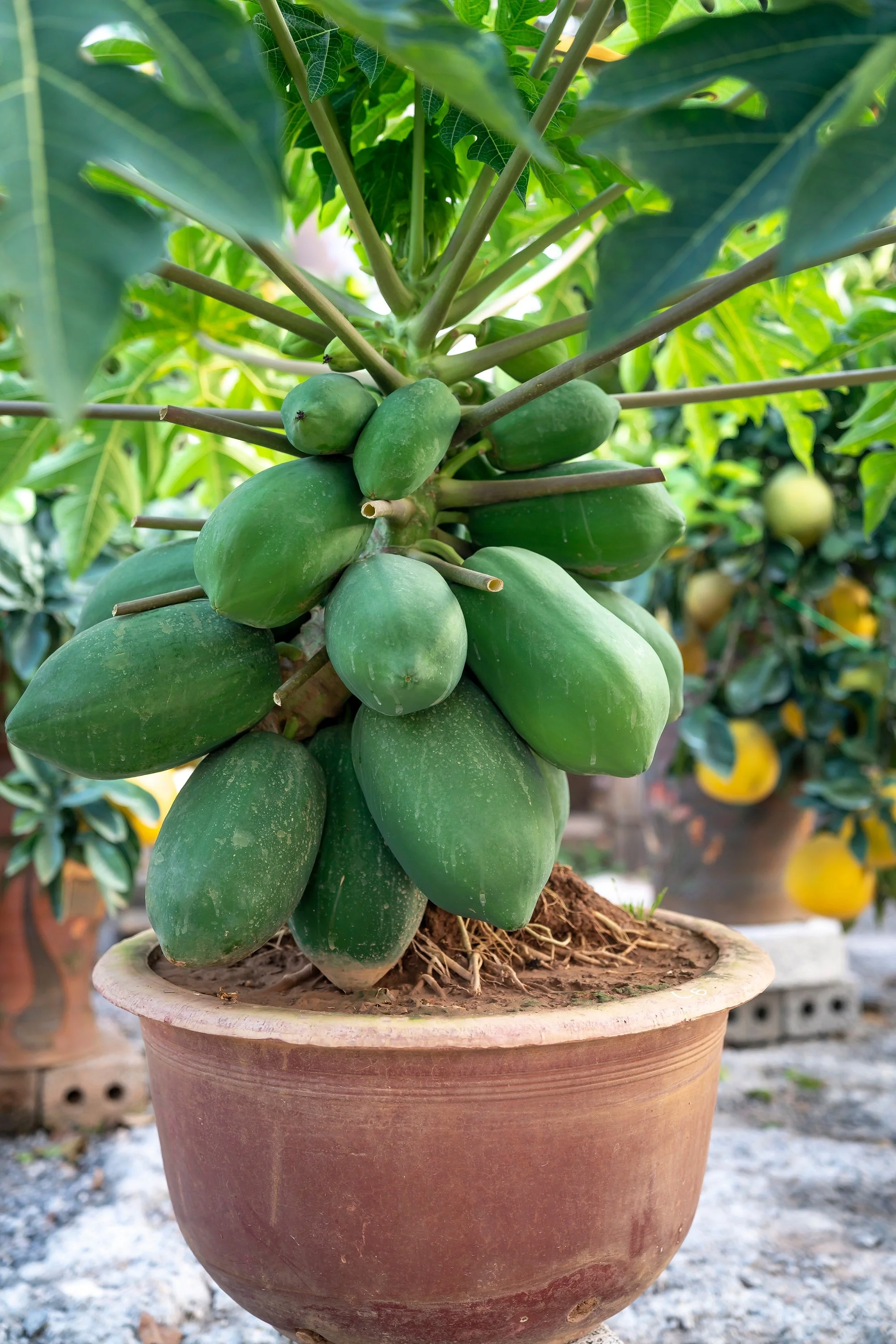 10 DWARF WAIMANALO PAPAYA Solo Hawaiian Carica Fruit Tree Houseplant Seeds - Image 4