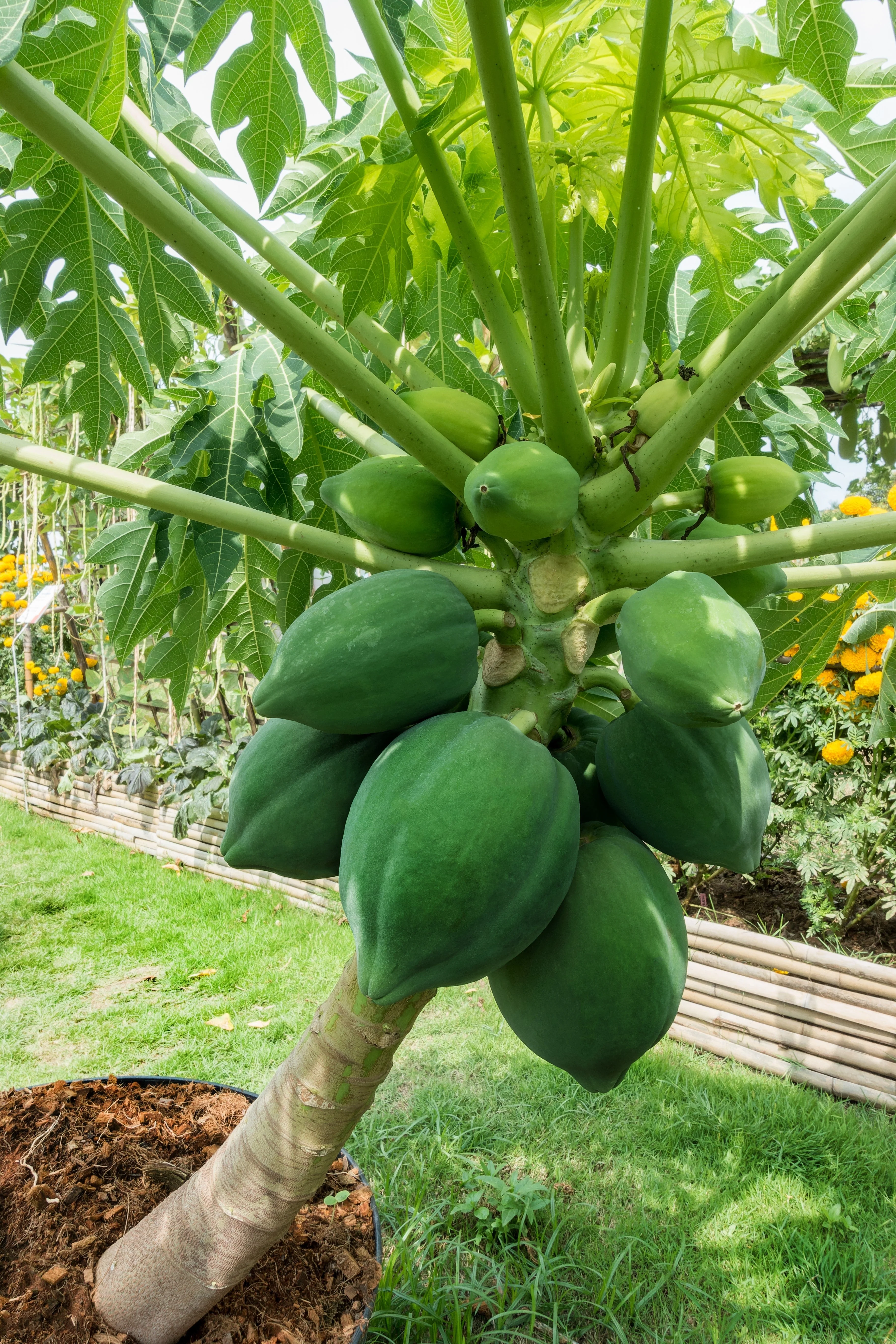 10 DWARF WAIMANALO PAPAYA Solo Hawaiian Carica Fruit Tree Houseplant Seeds - Image 5