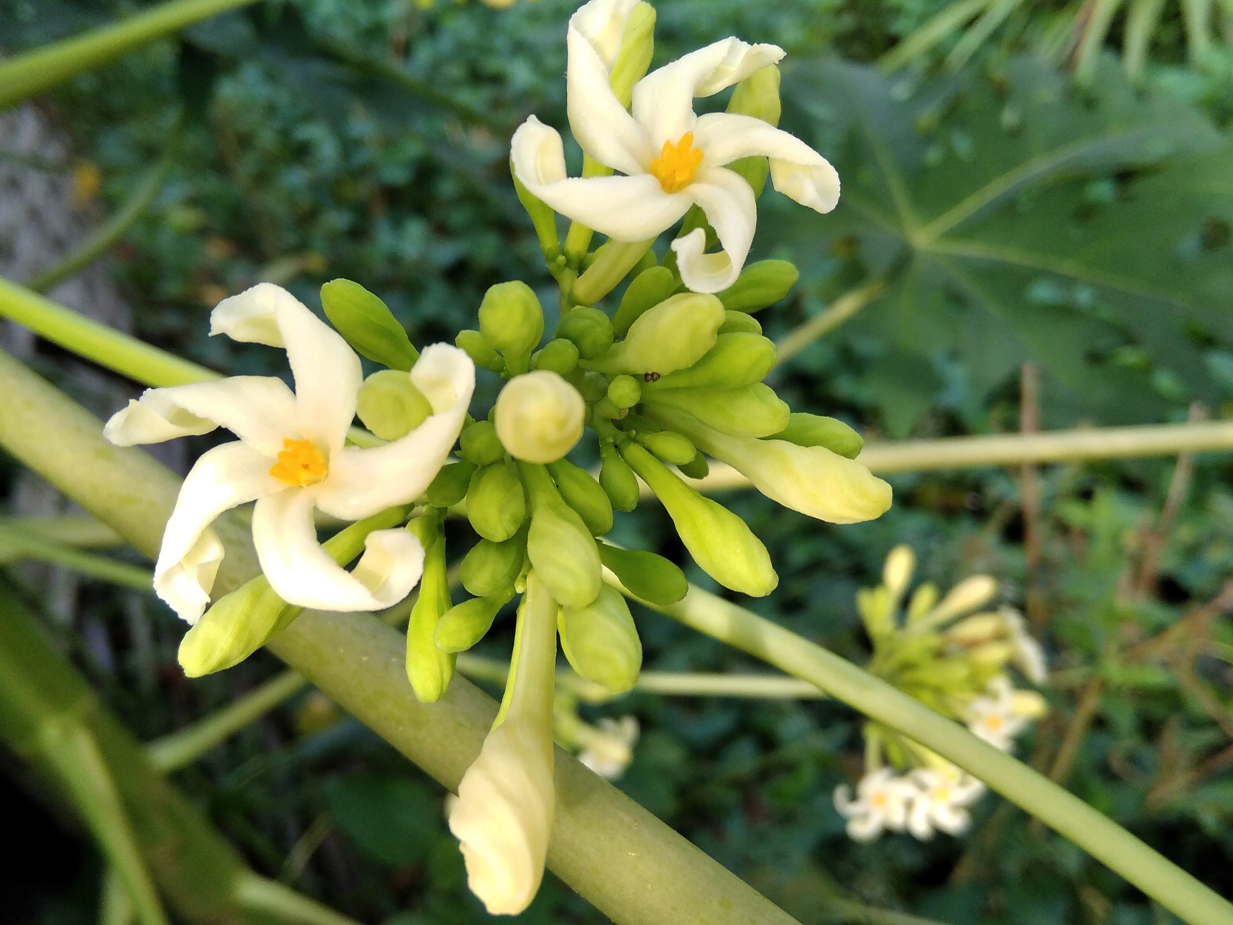 10 DWARF WAIMANALO PAPAYA Solo Hawaiian Carica Fruit Tree Houseplant Seeds - Image 6