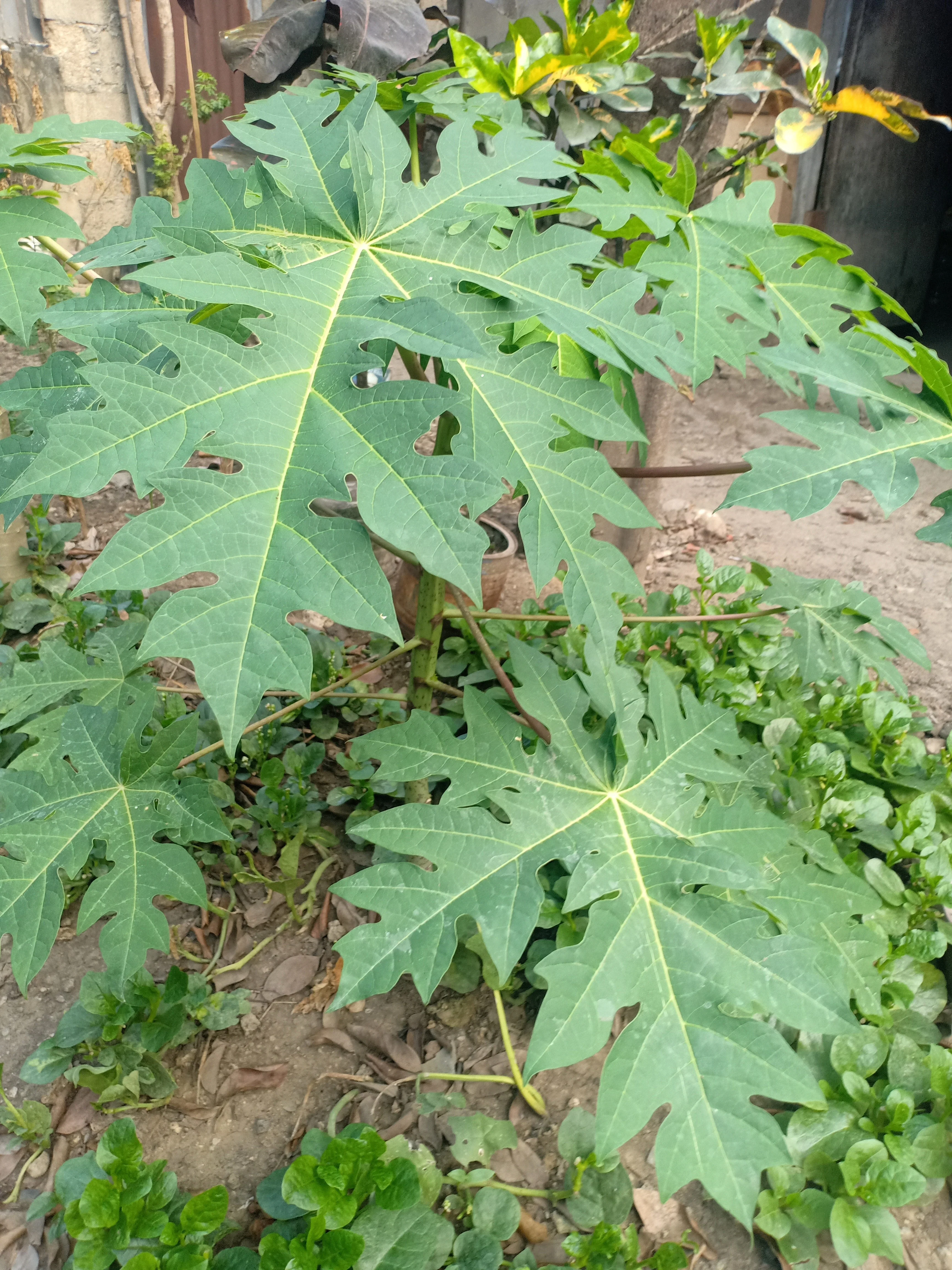 10 DWARF WAIMANALO PAPAYA Solo Hawaiian Carica Fruit Tree Houseplant Seeds - Image 8