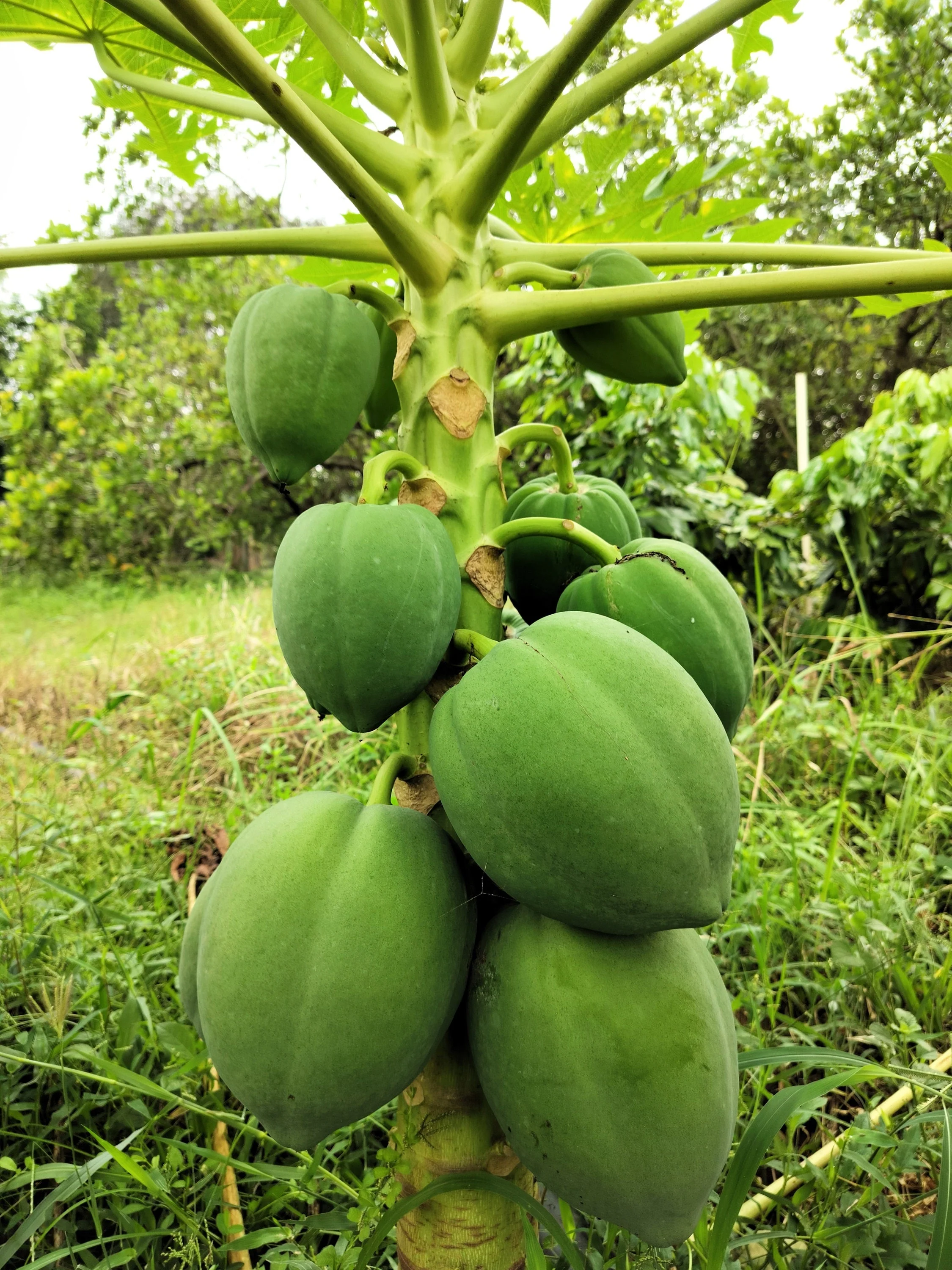 10 DWARF WAIMANALO PAPAYA Solo Hawaiian Carica Fruit Tree Houseplant Seeds - Image 9