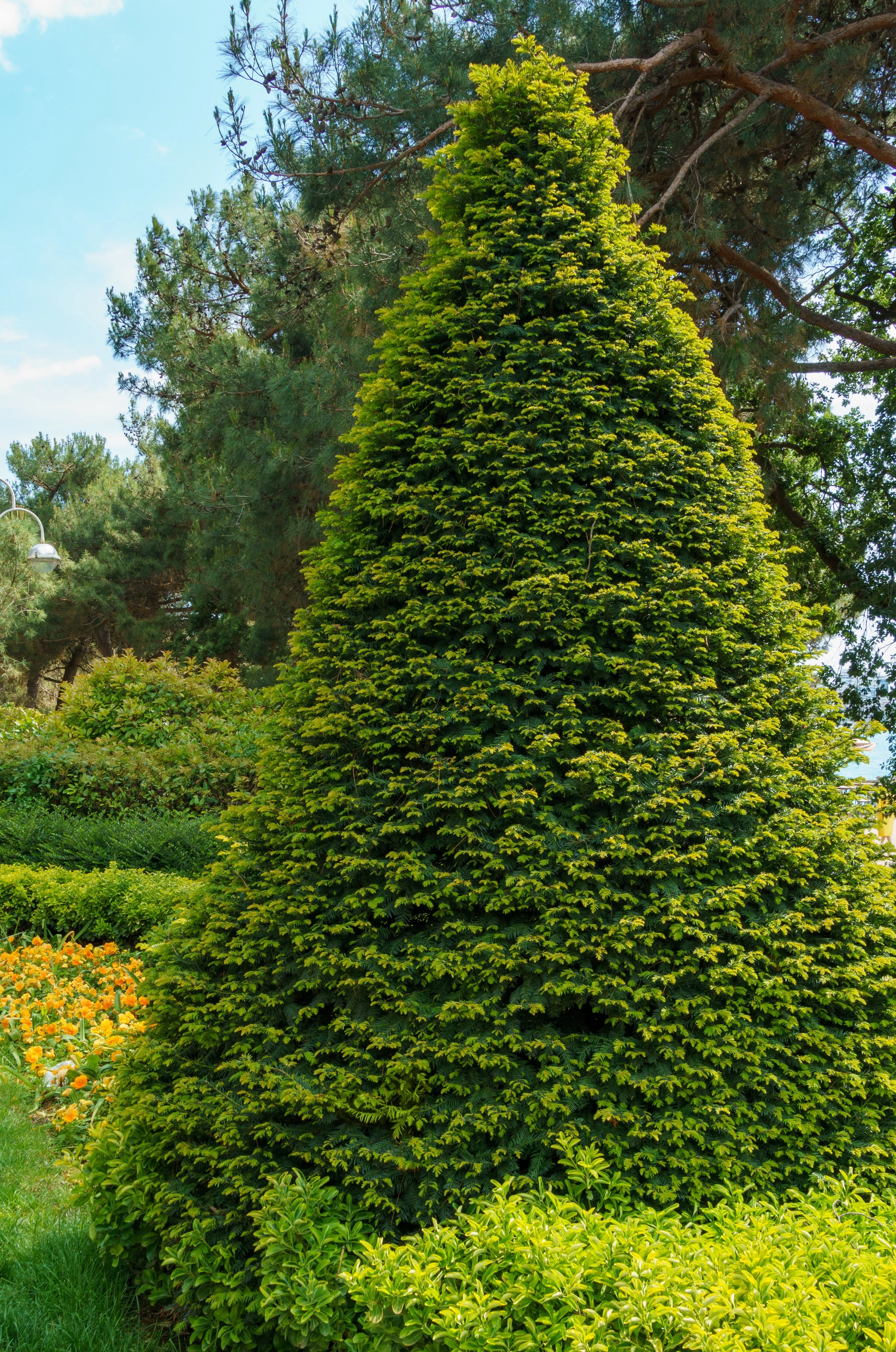 10 ENGLISH YEW Taxus Baccata Tree Shrub Conifer Sun or Shade Red Ornamental Berry Seeds - Image 10