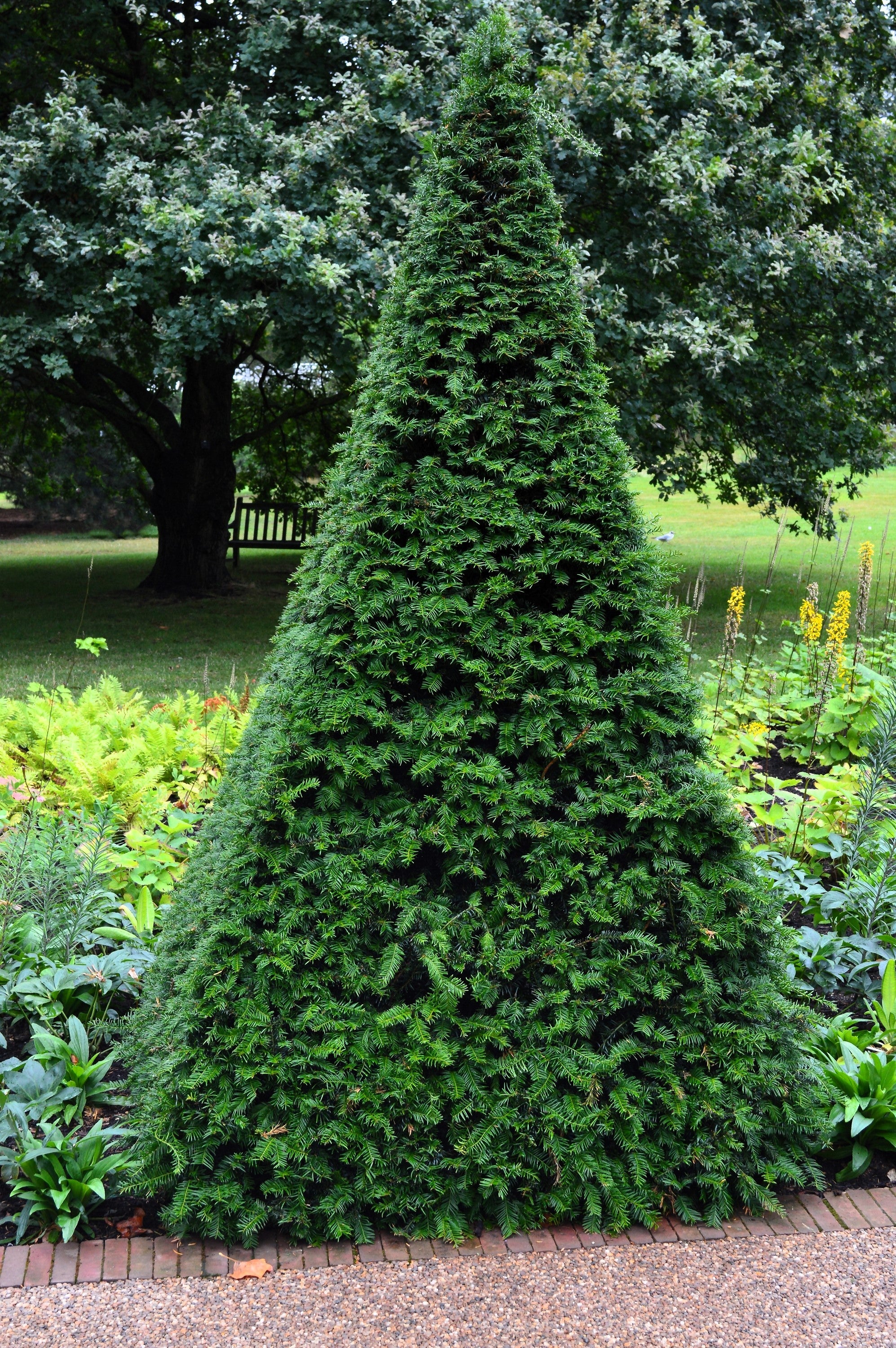 10 ENGLISH YEW Taxus Baccata Tree Shrub Conifer Sun or Shade Red Ornamental Berry Seeds - Image 11