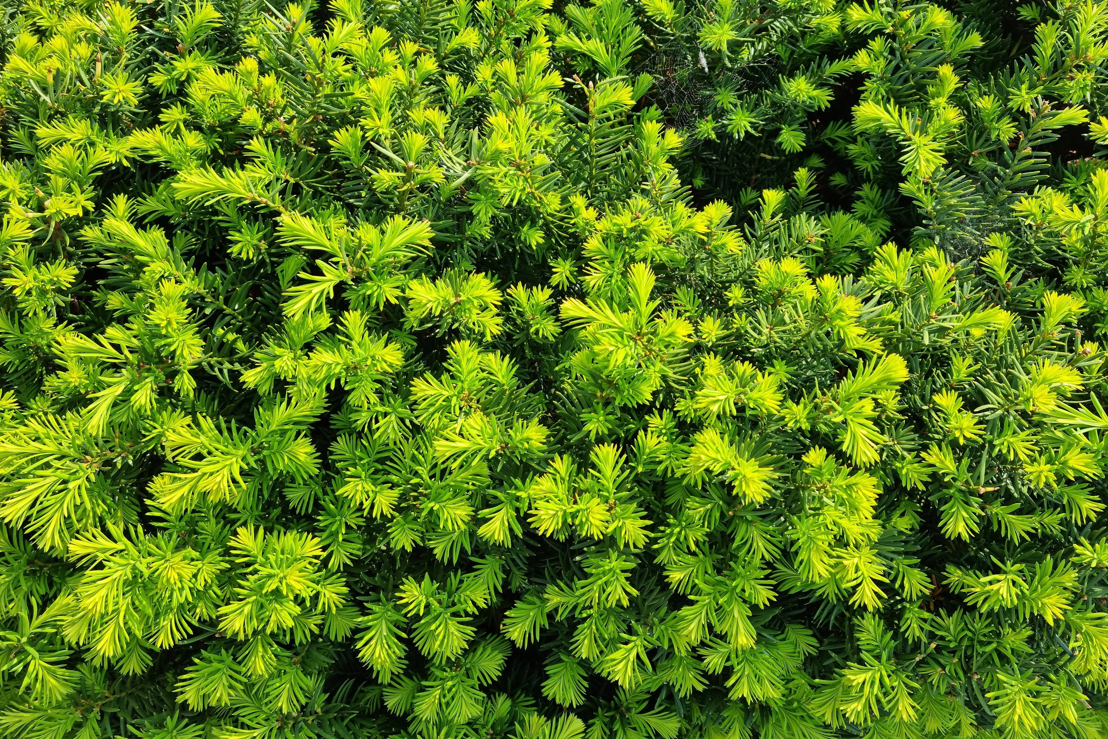 10 ENGLISH YEW Taxus Baccata Tree Shrub Conifer Sun or Shade Red Ornamental Berry Seeds - Image 12
