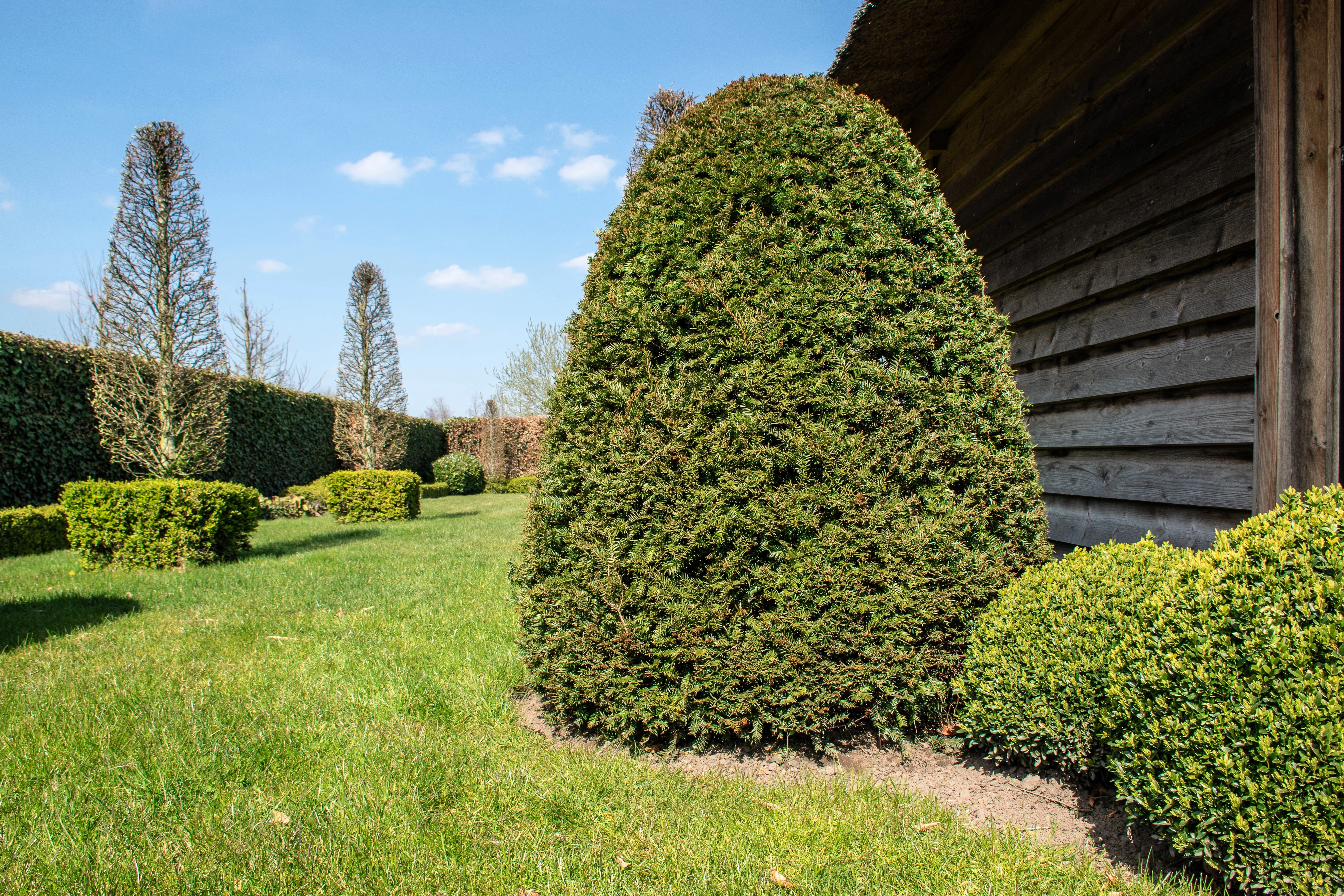 10 ENGLISH YEW Taxus Baccata Tree Shrub Conifer Sun or Shade Red Ornamental Berry Seeds - Image 13