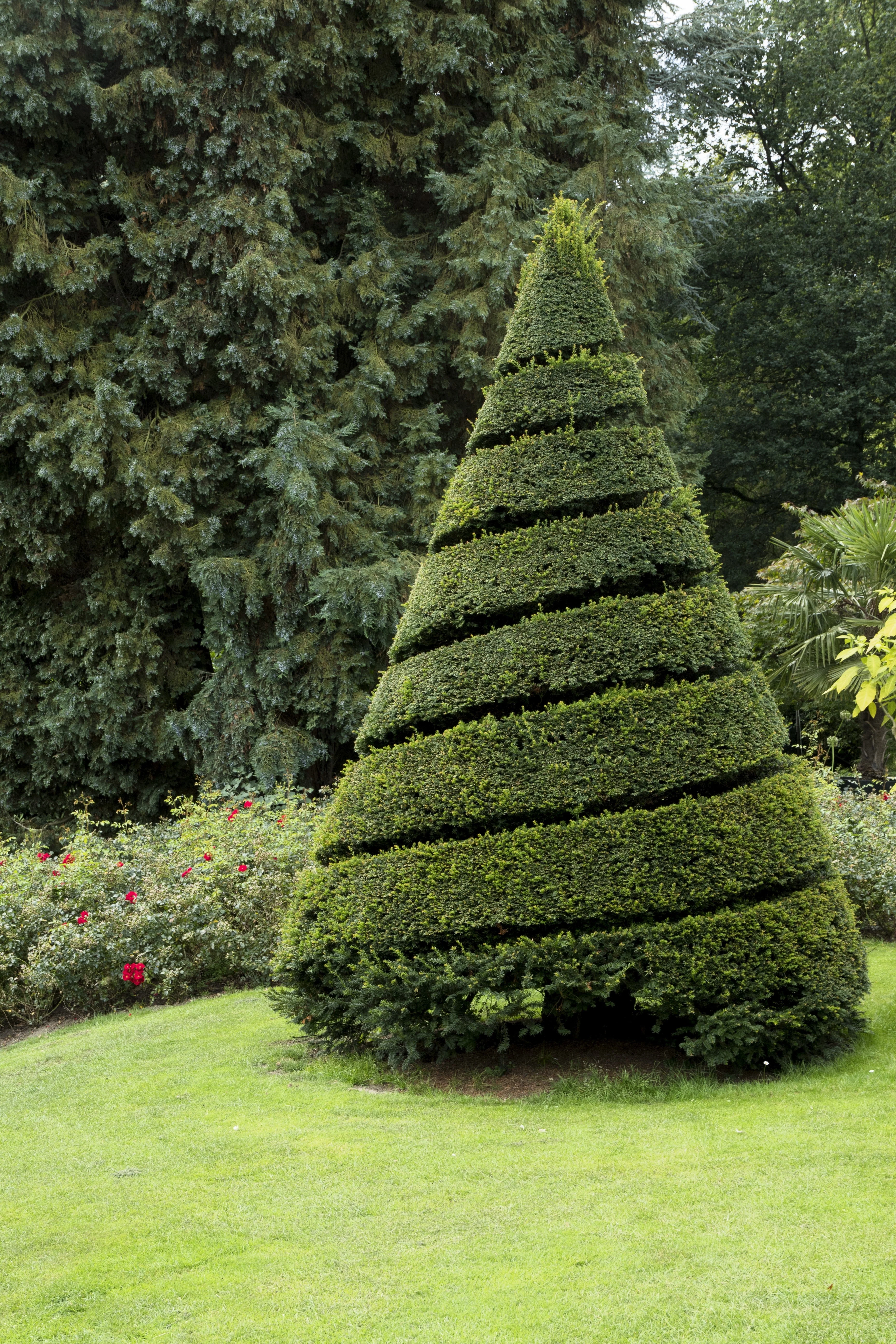 10 ENGLISH YEW Taxus Baccata Tree Shrub Conifer Sun or Shade Red Ornamental Berry Seeds - Image 14