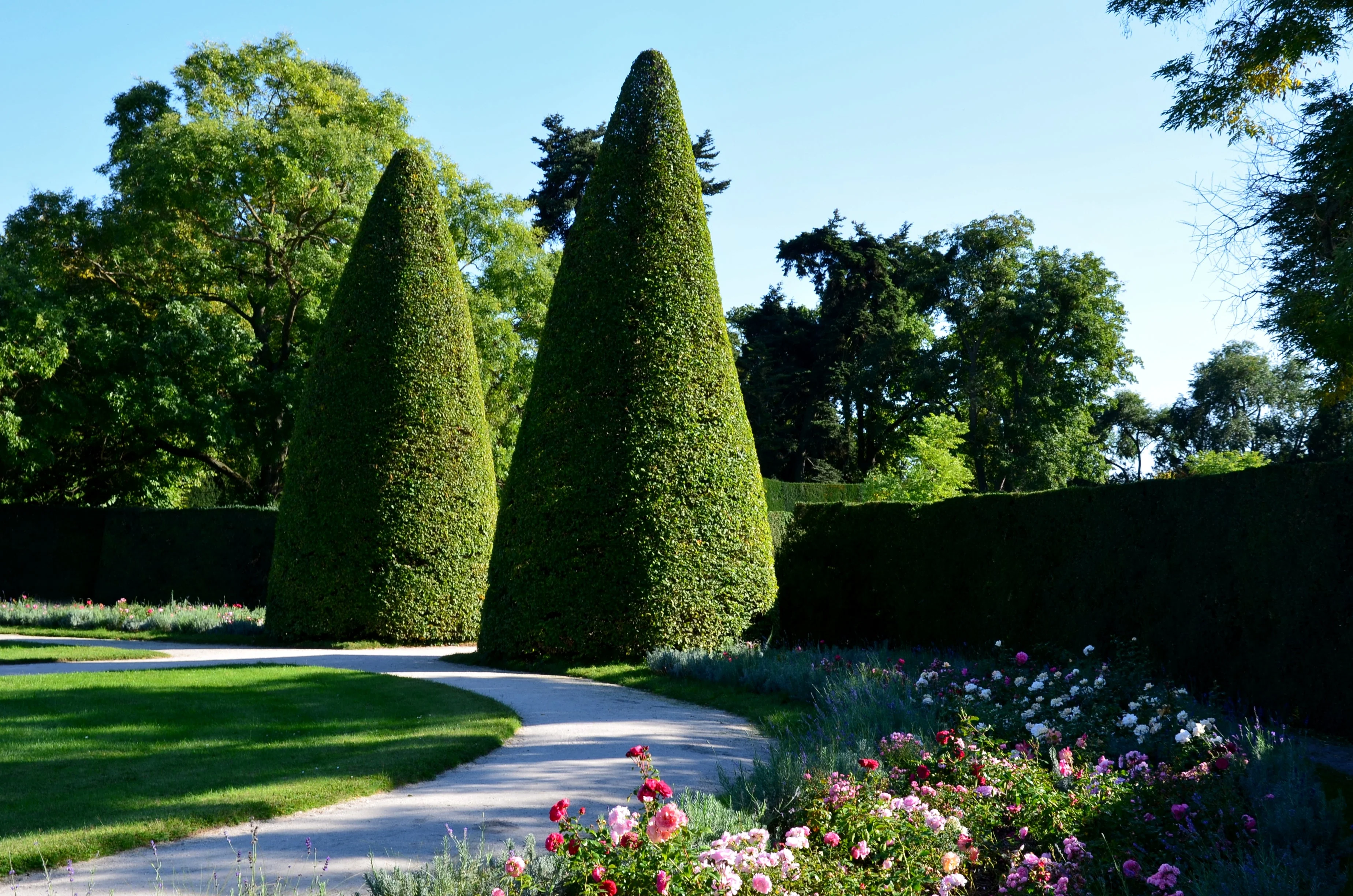 10 ENGLISH YEW Taxus Baccata Tree Shrub Conifer Sun or Shade Red Ornamental Berry Seeds - Image 2