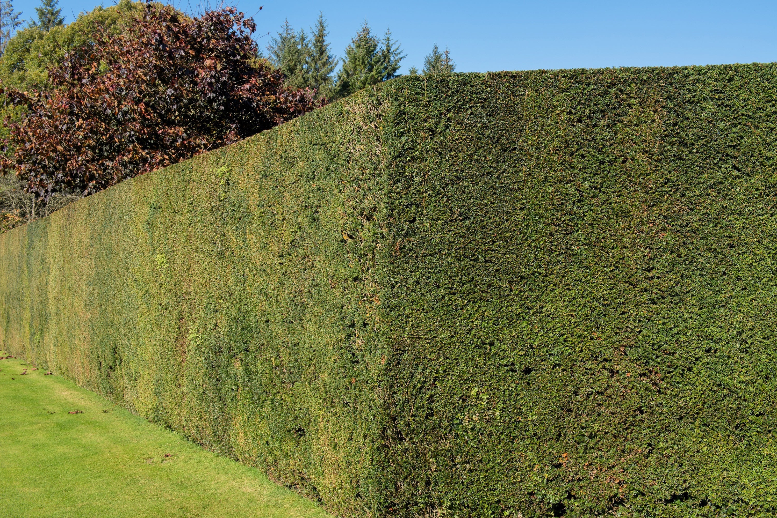 10 ENGLISH YEW Taxus Baccata Tree Shrub Conifer Sun or Shade Red Ornamental Berry Seeds - Image 3