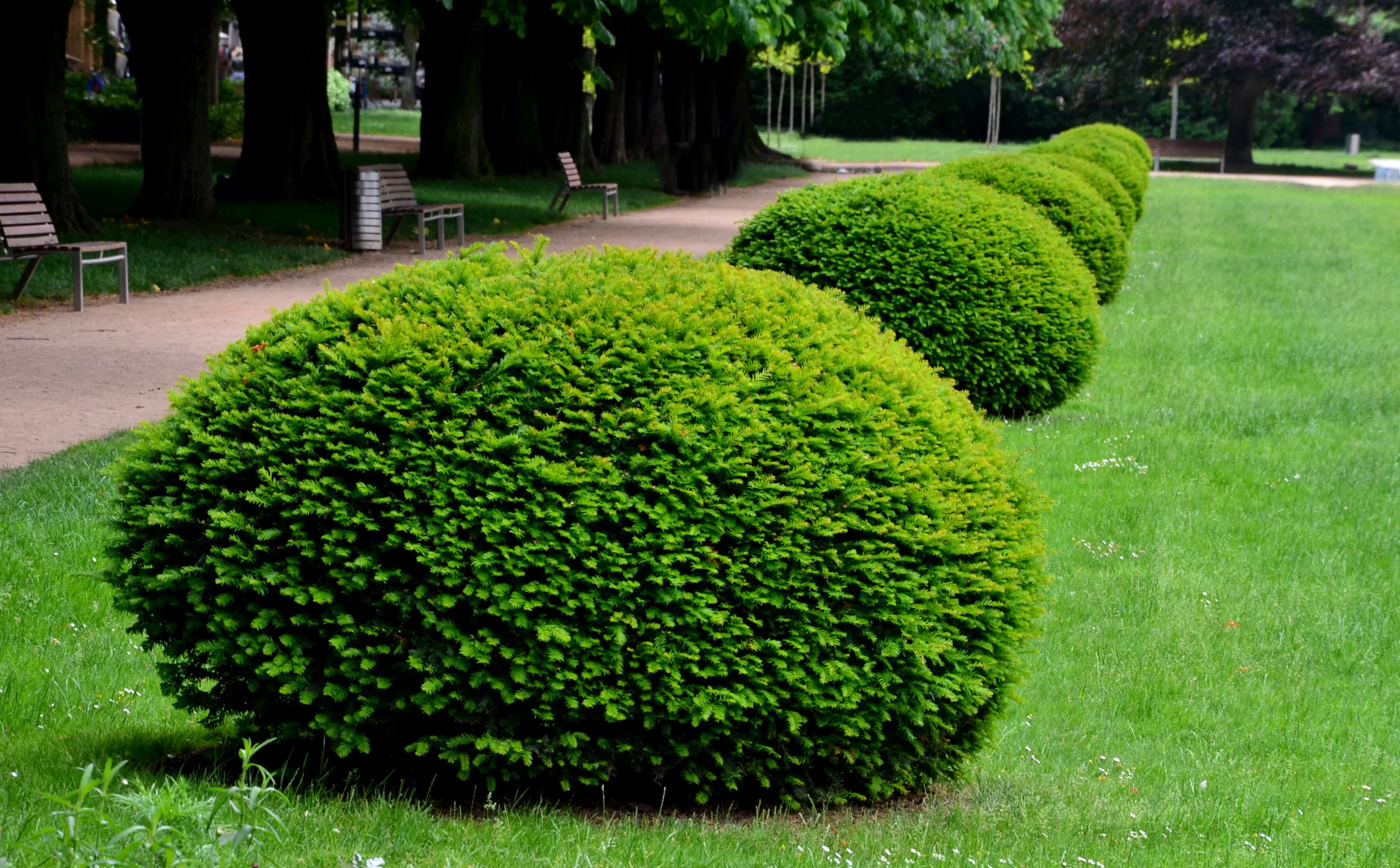 10 ENGLISH YEW Taxus Baccata Tree Shrub Conifer Sun or Shade Red Ornamental Berry Seeds - Image 4
