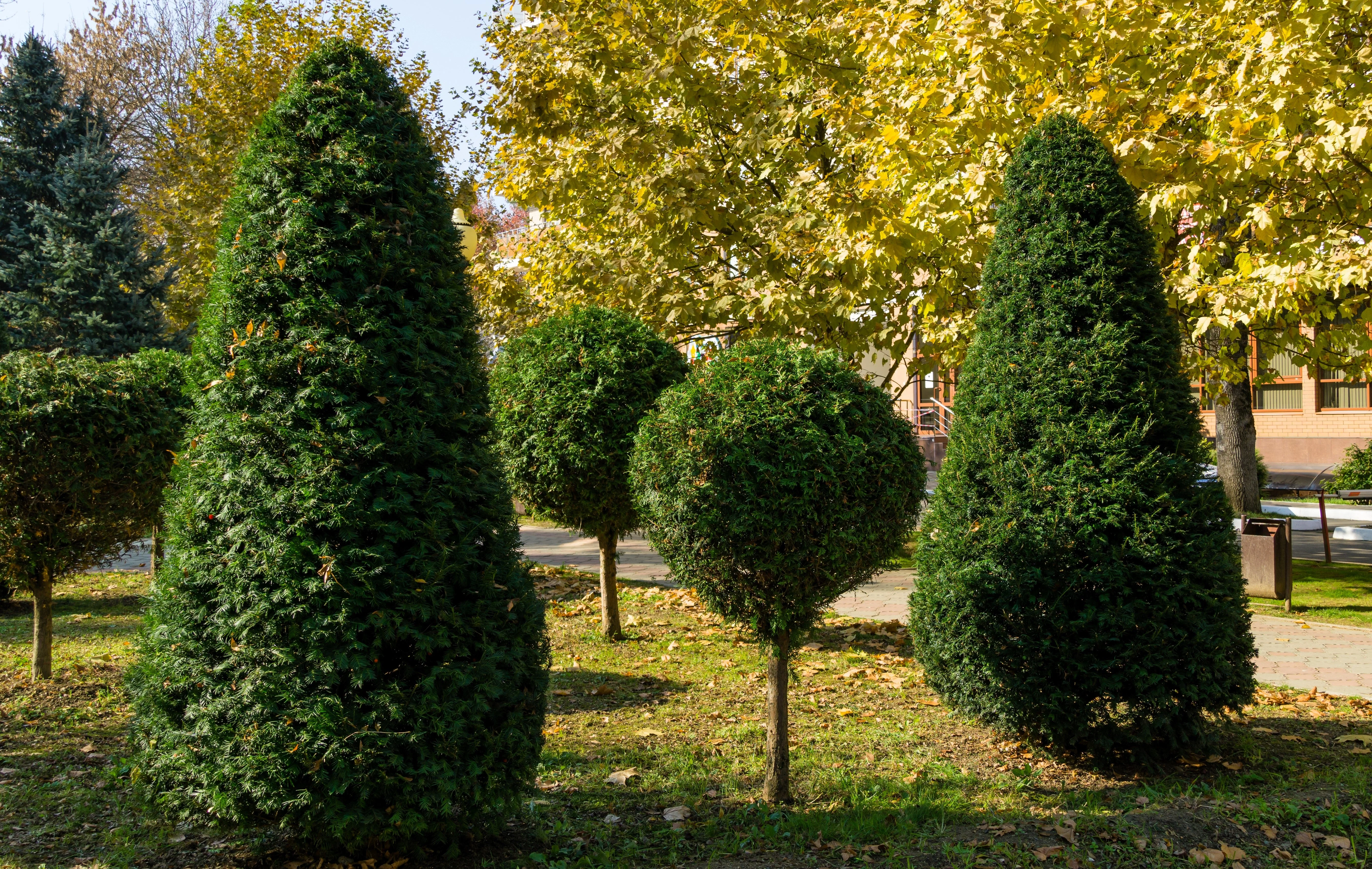 10 ENGLISH YEW Taxus Baccata Tree Shrub Conifer Sun or Shade Red Ornamental Berry Seeds - Image 5