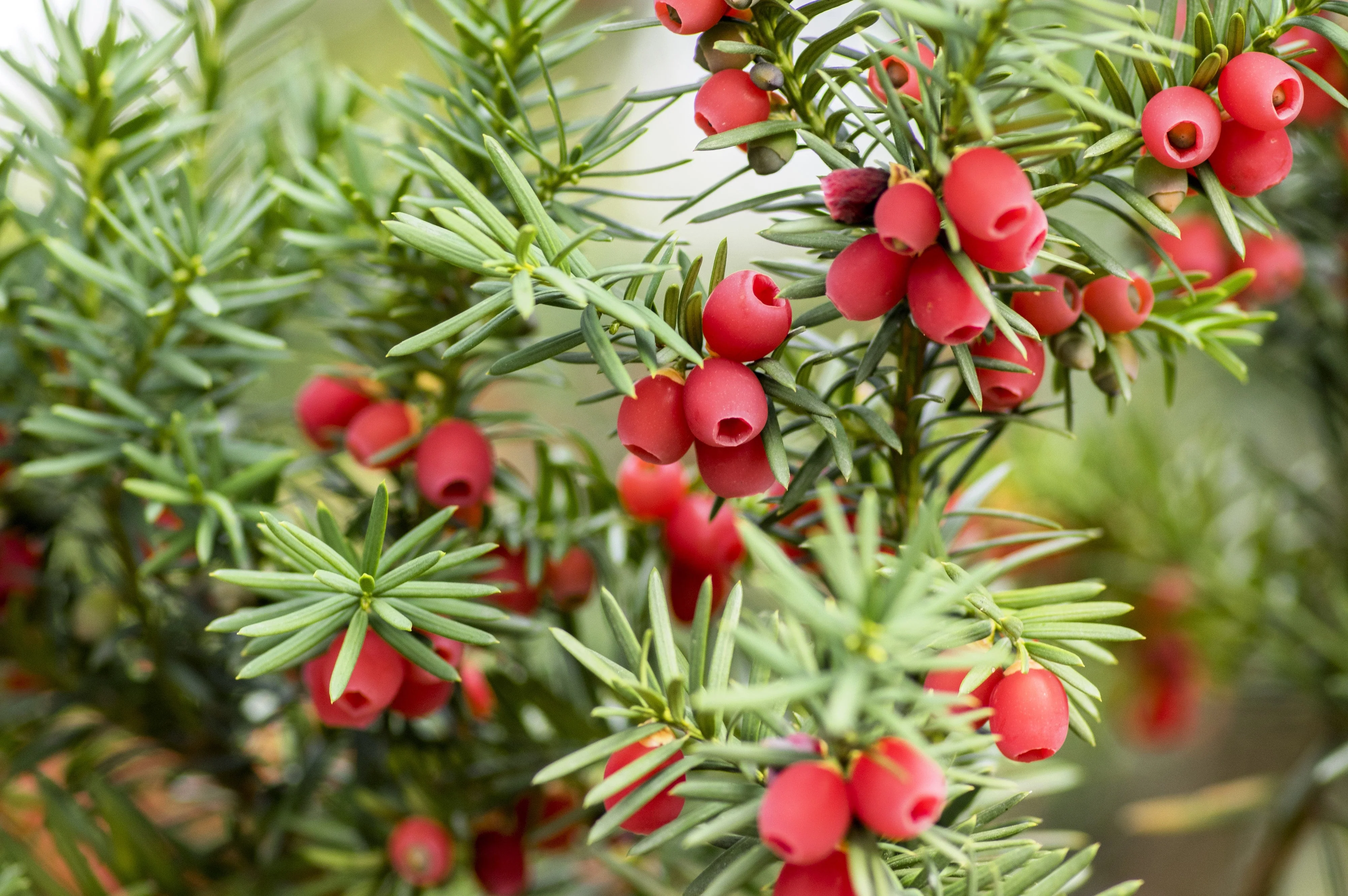 10 ENGLISH YEW Taxus Baccata Tree Shrub Conifer Sun or Shade Red Ornamental Berry Seeds - Image 6