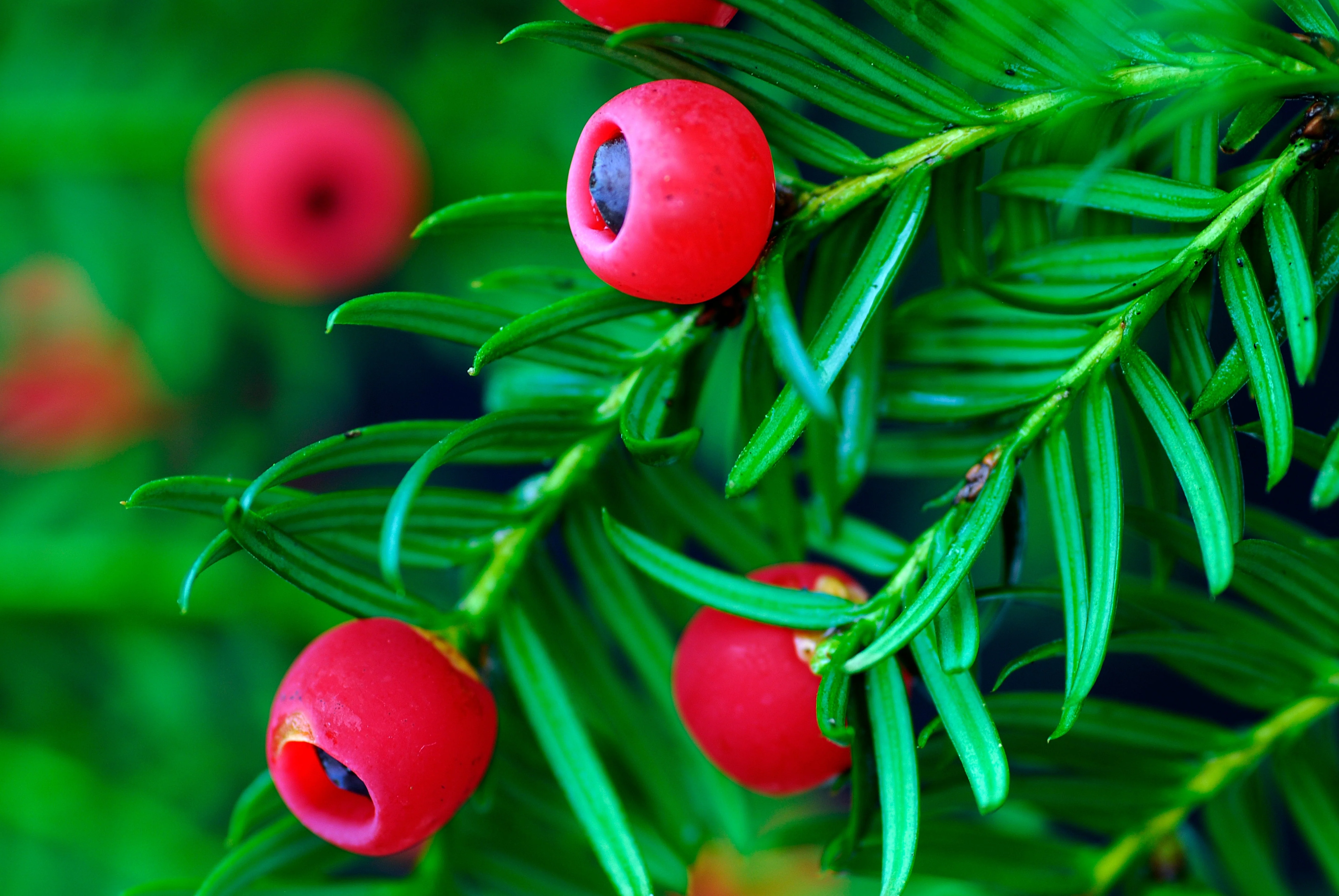 10 ENGLISH YEW Taxus Baccata Tree Shrub Conifer Sun or Shade Red Ornamental Berry Seeds - Image 7