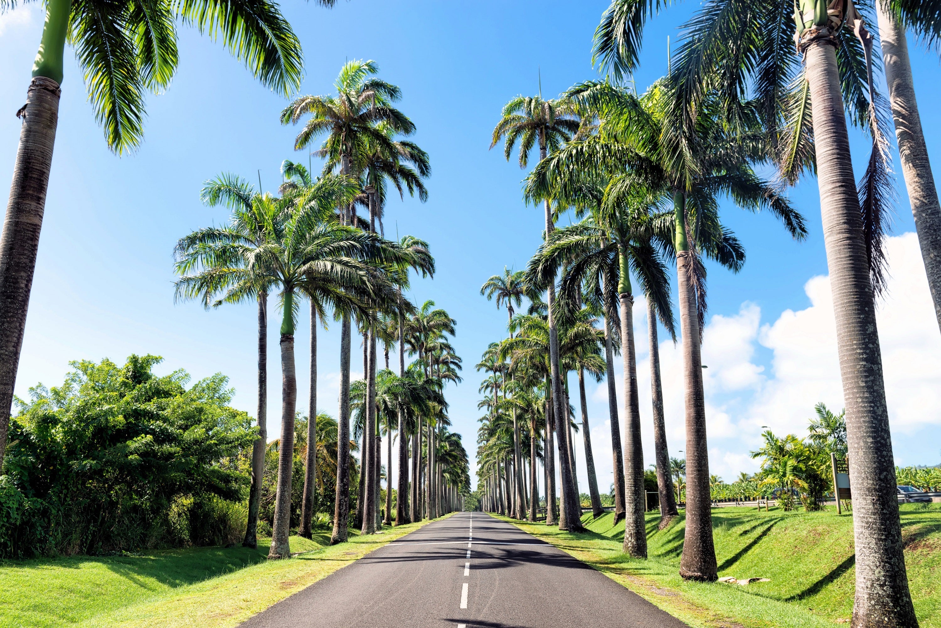 10 Florida ROYAL PALM Roystonea Regia Tree Houseplant Seeds - Image 11