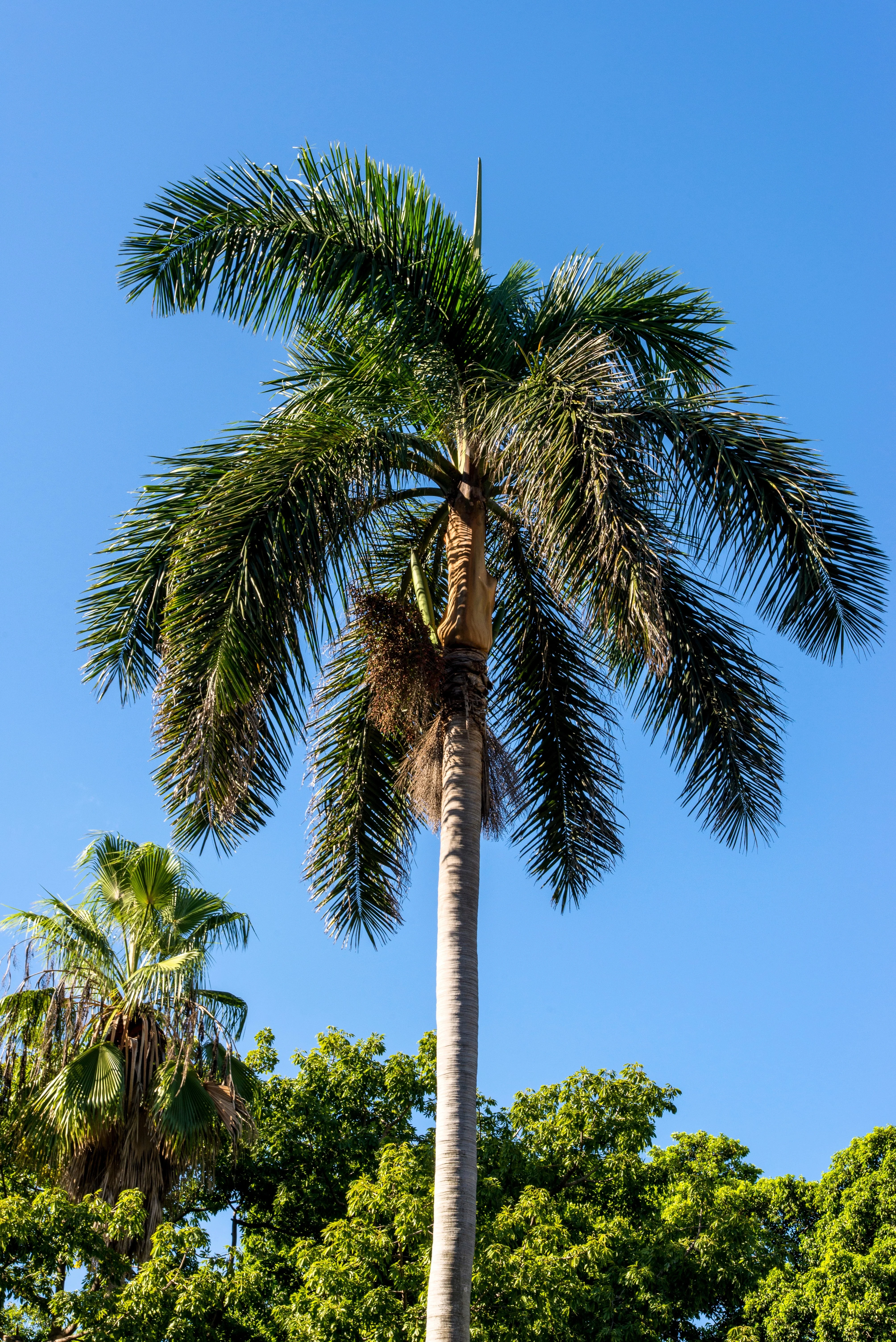 10 Florida ROYAL PALM Roystonea Regia Tree Houseplant Seeds - Image 12