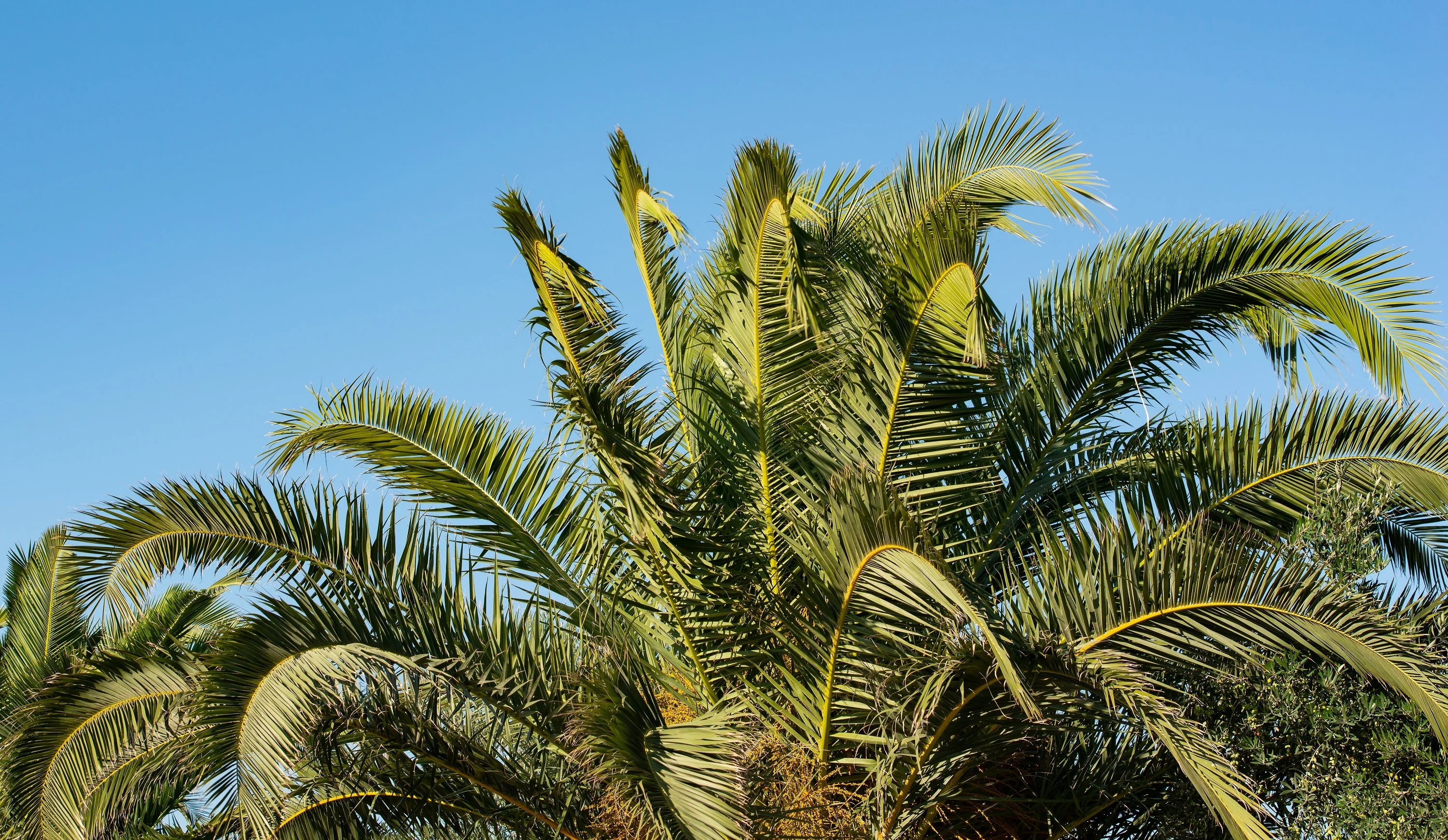 10 Florida ROYAL PALM Roystonea Regia Tree Houseplant Seeds - Image 13