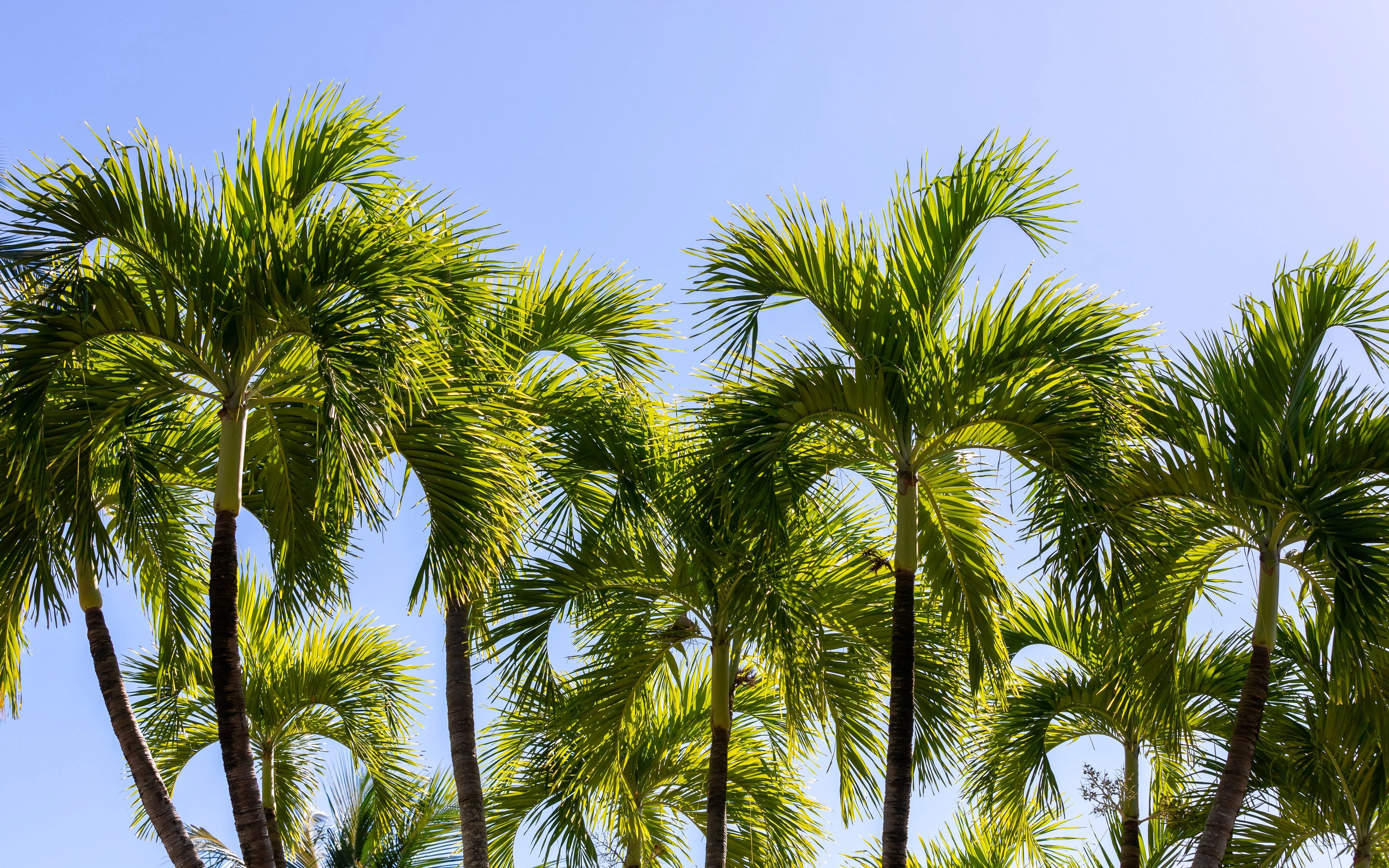 10 Florida ROYAL PALM Roystonea Regia Tree Houseplant Seeds - Image 2